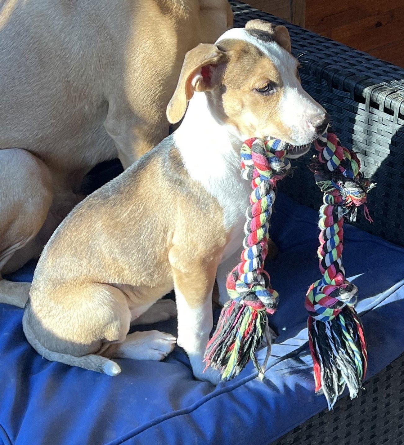 Enlarge Quinn, a Adoptable mixed breed in St. Louis, MO image 3/3