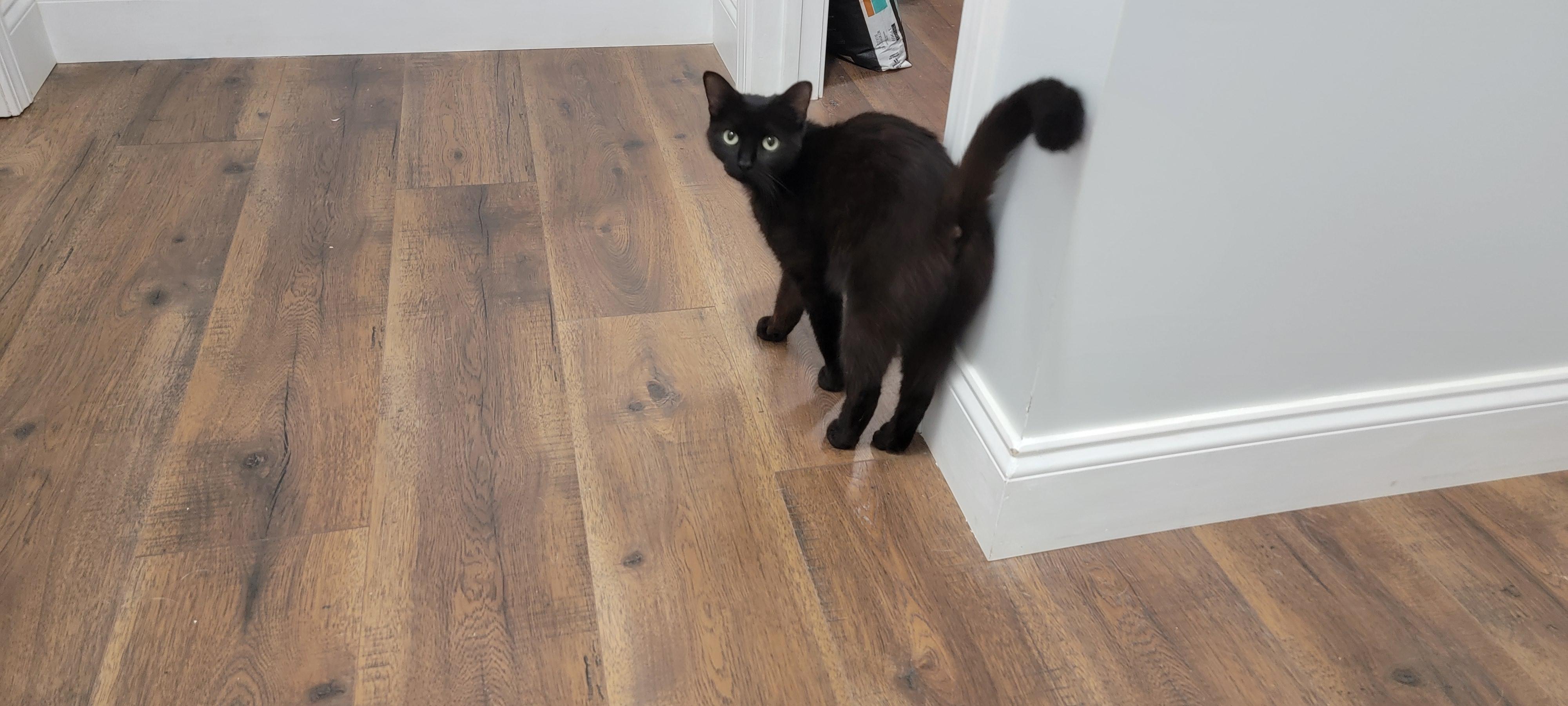 Enlarge MAPLE SYRUP, a Adoptable Domestic Short Hair in Manchester, CT image 1/3