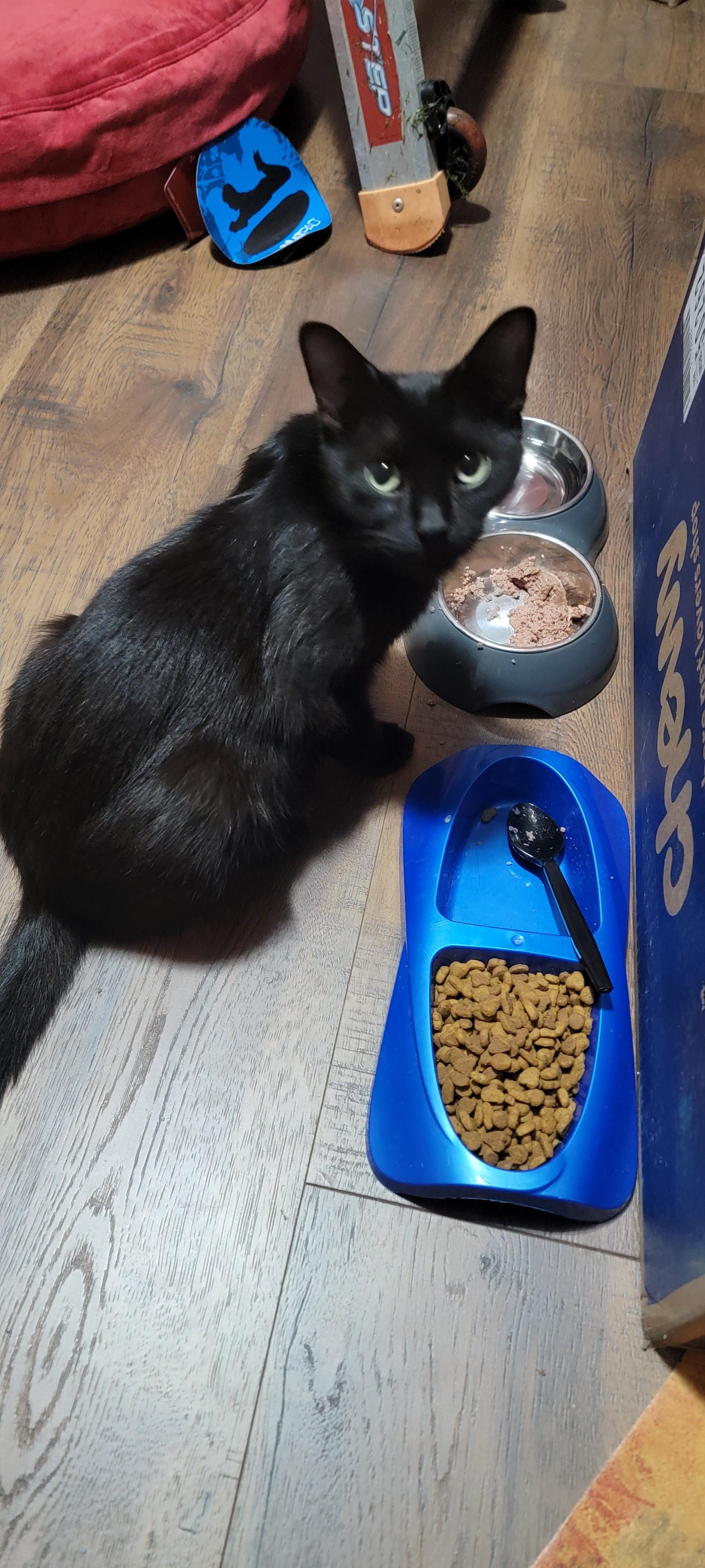 Enlarge MAPLE SYRUP, a Adoptable Domestic Short Hair in Manchester, CT image 2/3