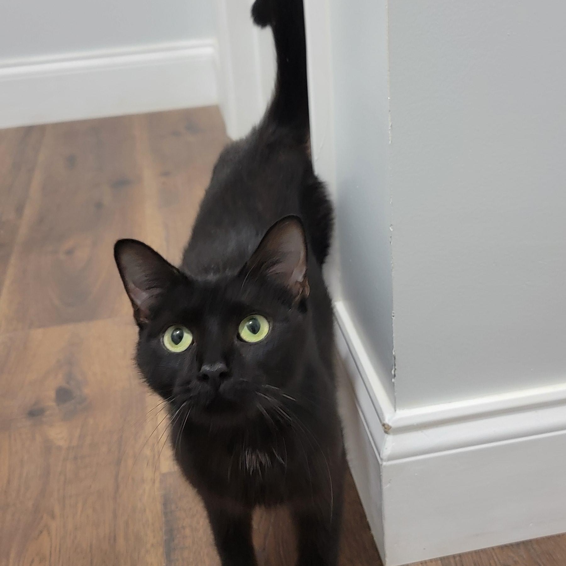 Enlarge MAPLE SYRUP, a Adoptable Domestic Short Hair in Manchester, CT image 3/3