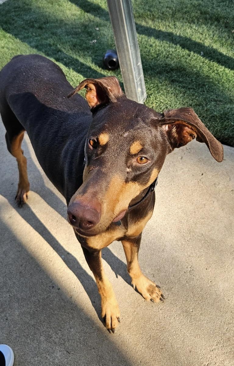 Gypsy , ADOPTABLE, Adult Female Doberman Pinscher.