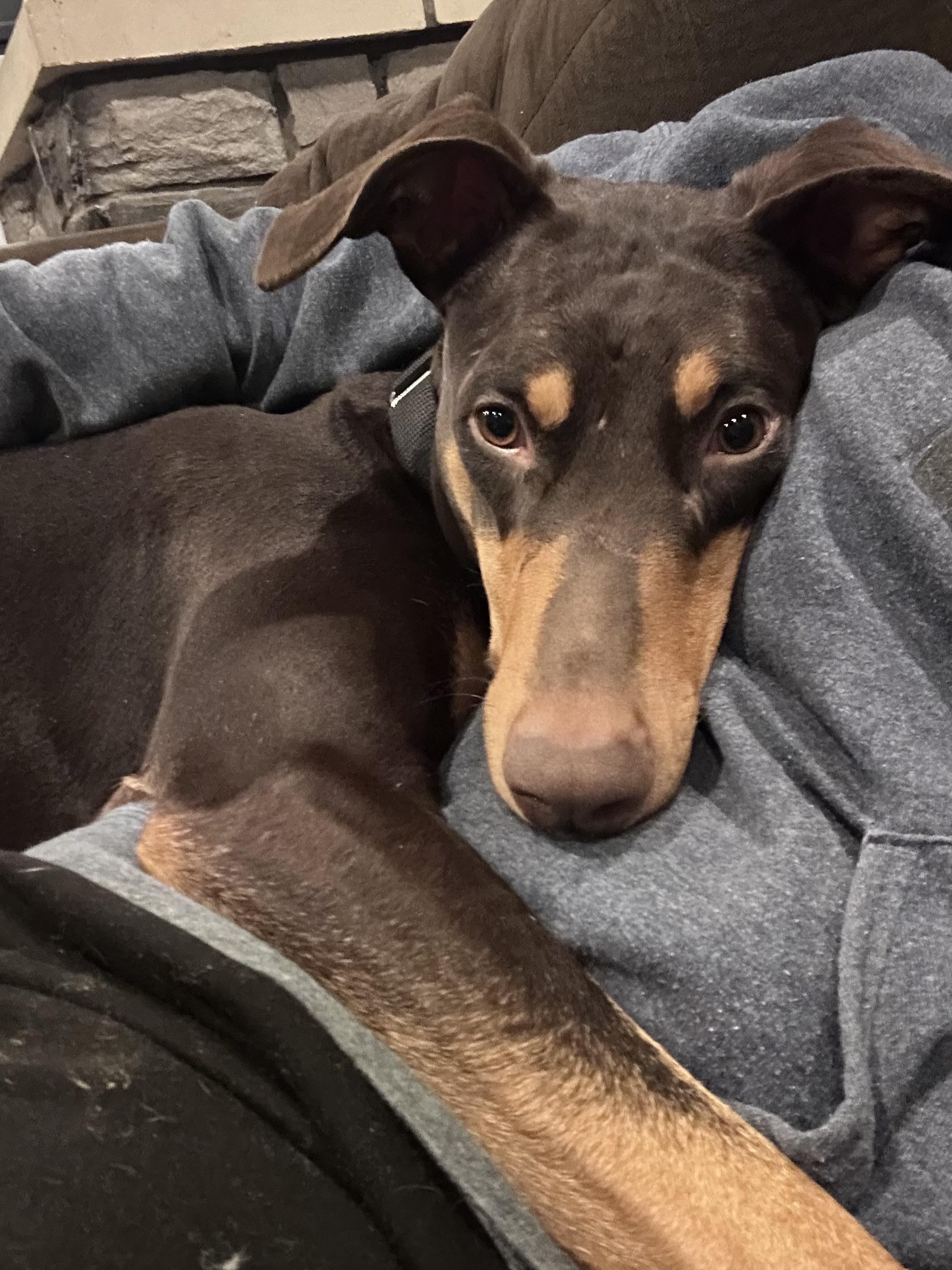 Enlarge Gypsy , a ADOPTABLE Doberman Pinscher in Louisville, KY image 3/6