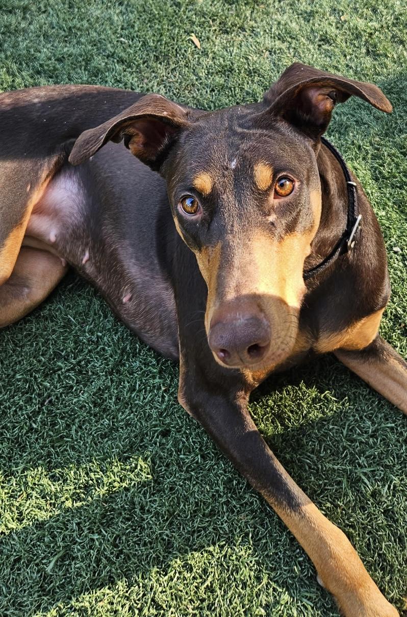 Enlarge Gypsy , a ADOPTABLE Doberman Pinscher in Louisville, KY image 4/6