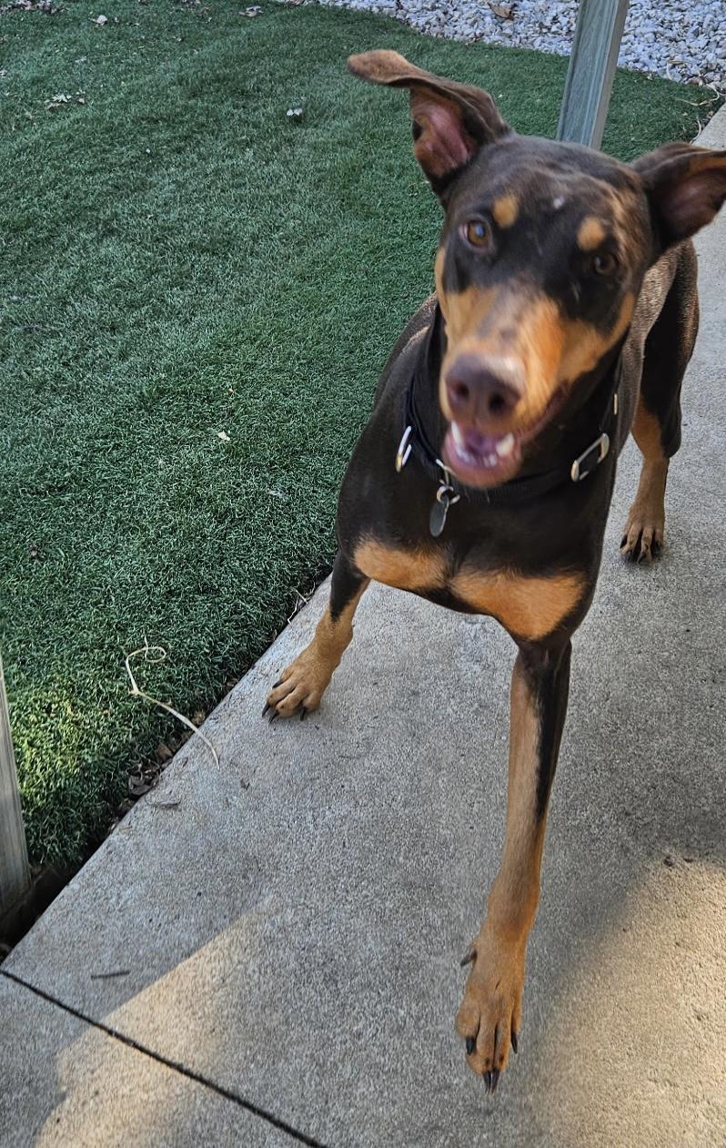 Enlarge Gypsy , a ADOPTABLE Doberman Pinscher in Louisville, KY image 2/6