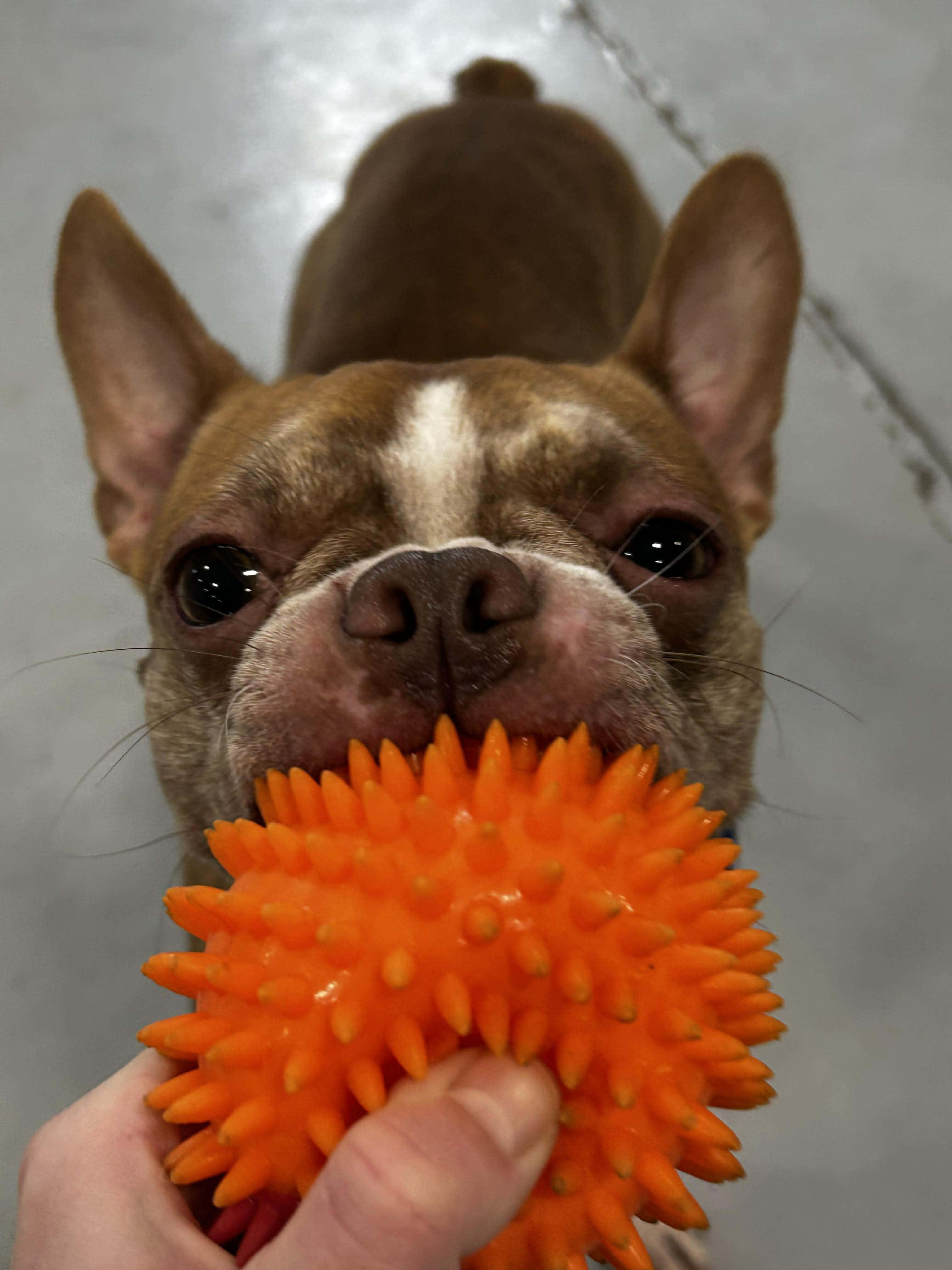 Enlarge Bugsy, a ADOPTABLE Boston Terrier in Brunswick, OH image 3/6