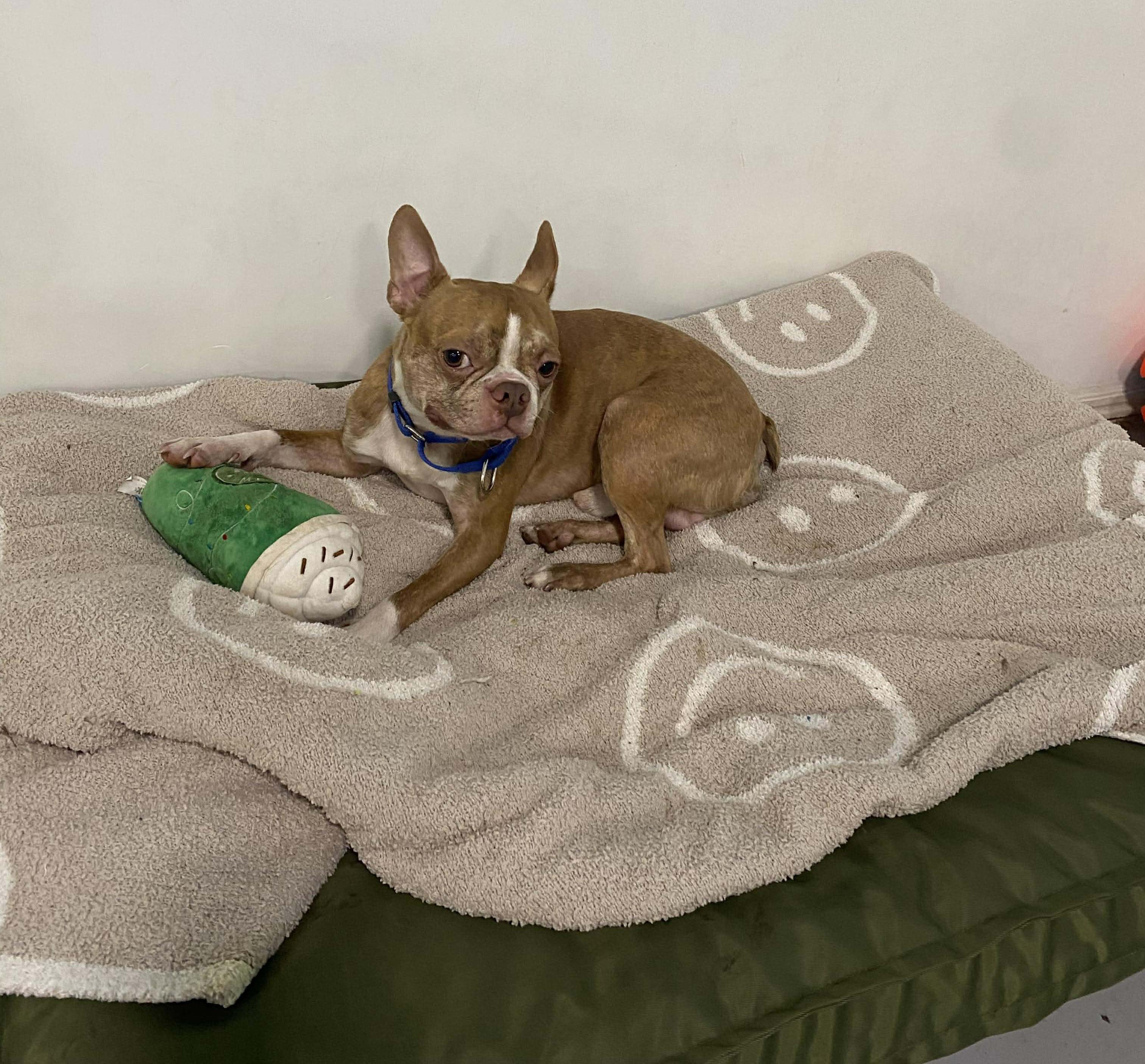 Enlarge Bugsy, a ADOPTABLE Boston Terrier in Brunswick, OH image 6/6