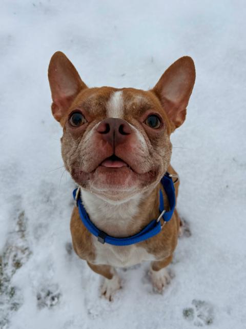 Enlarge Bugsy, a ADOPTABLE Boston Terrier in Brunswick, OH image 2/6