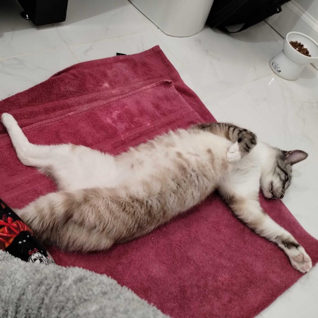 Enlarge Louie, a Adoptable Siamese in Alexandria, VA image 2/3