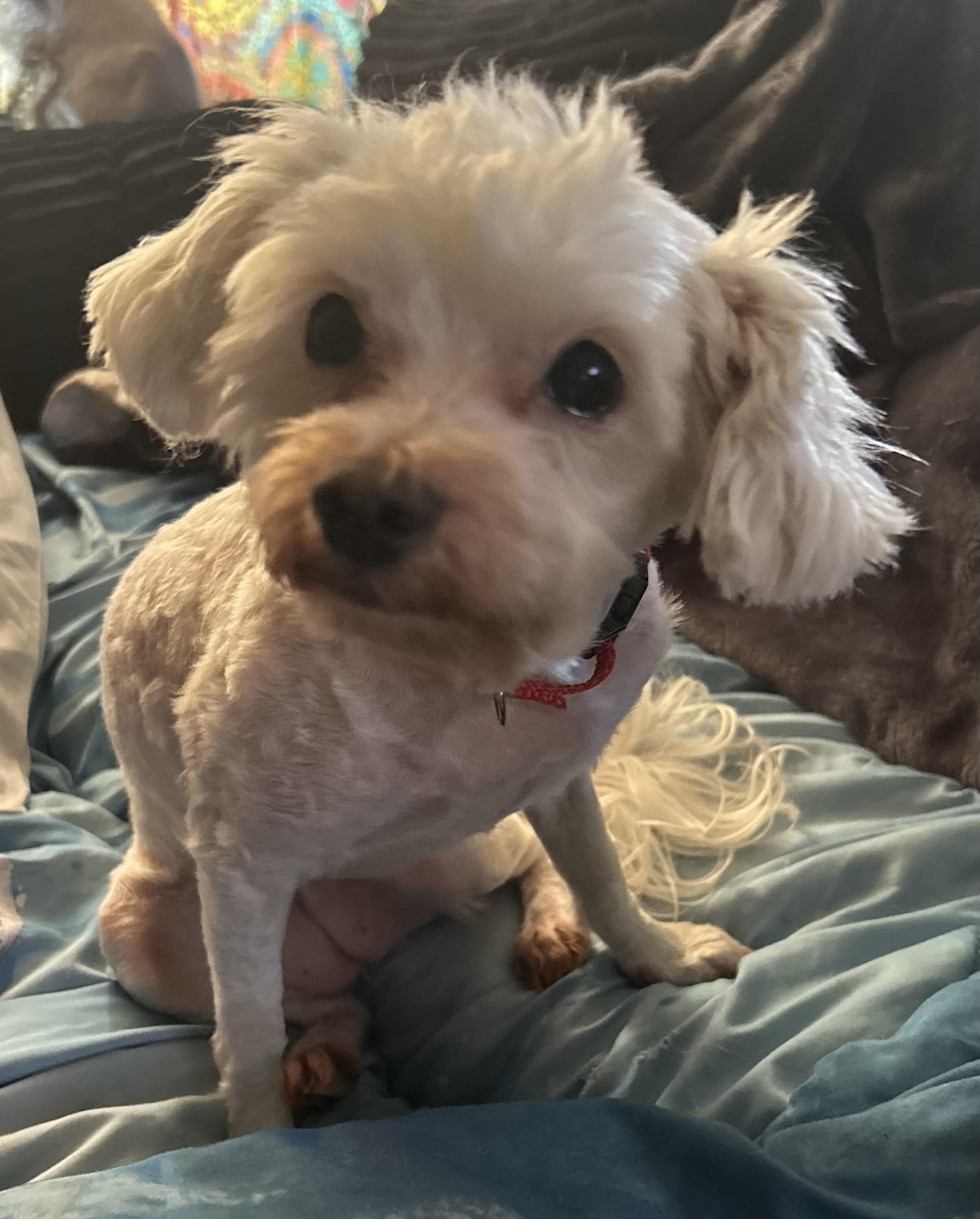 Cali, ADOPTABLE, Adult Female Maltese & Miniature Poodle.
