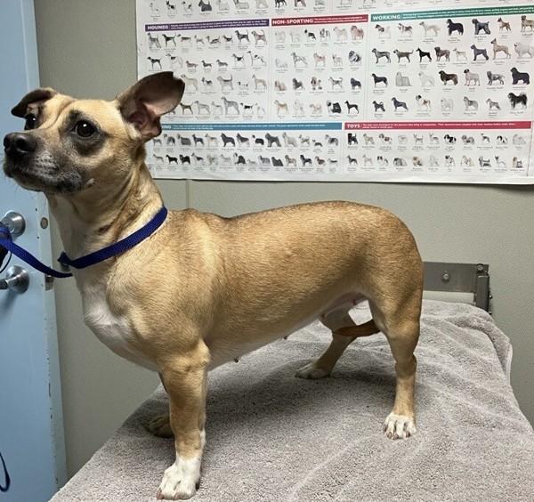 Penelope, Adoptable, Adult Female Chihuahua & Terrier.