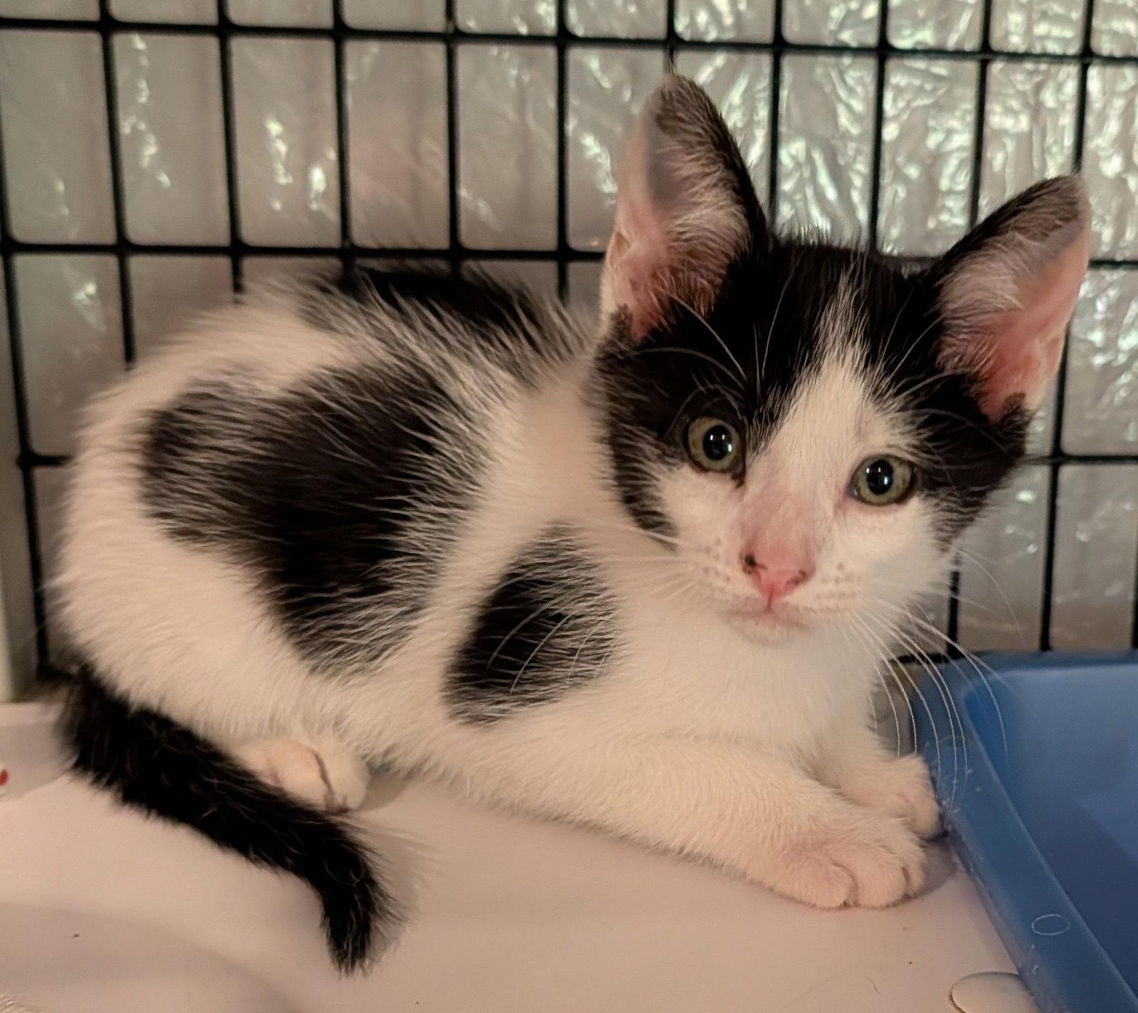 Sriracha 2.15.26, Adoptable, Kitten Male Domestic Short Hair.