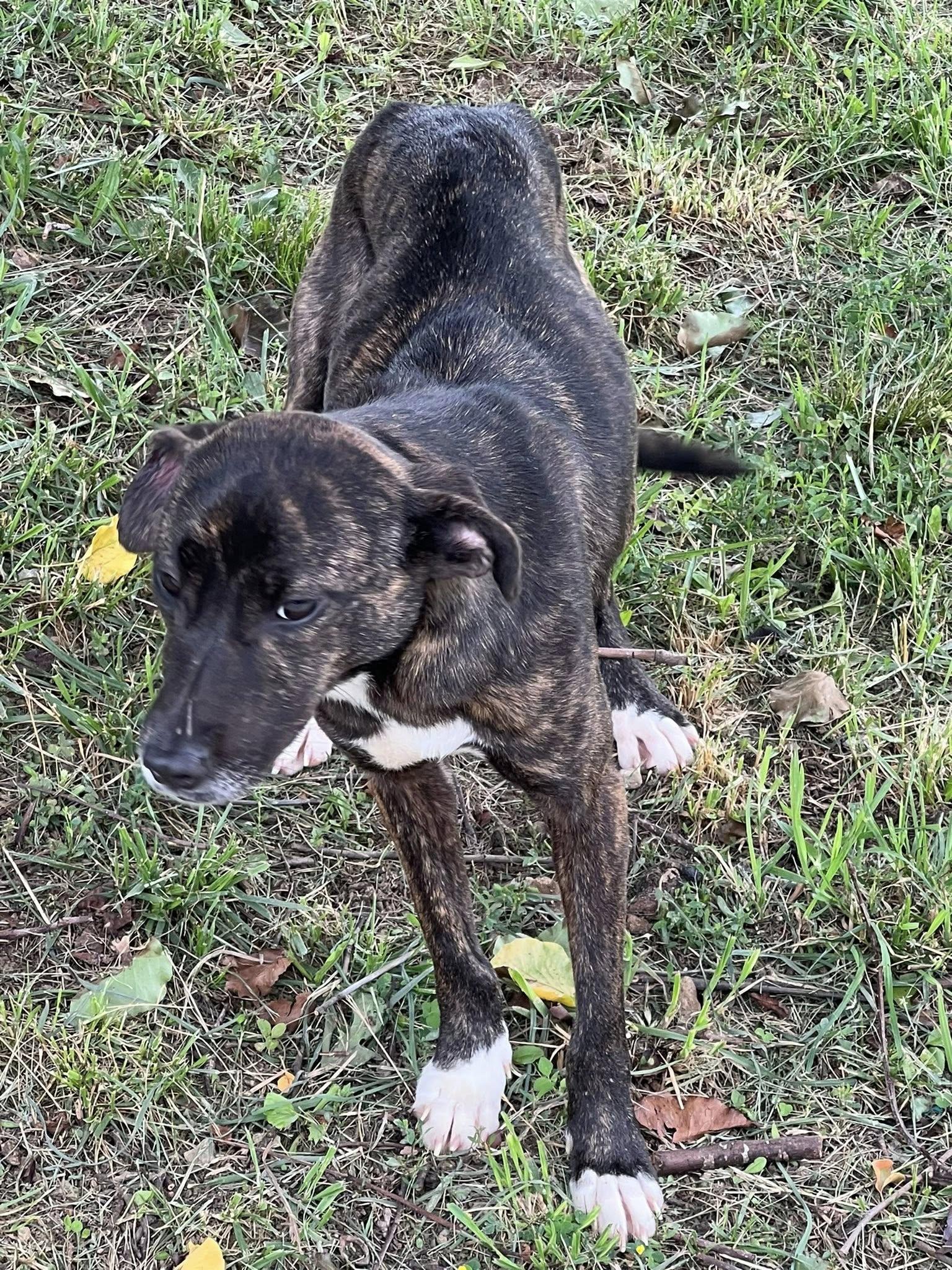 Courtesy Posting - Star, Young Female Plott Hound