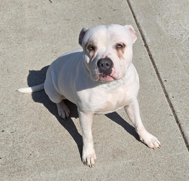 Dory, ADOPTABLE, Adult Female Pit Bull Terrier.