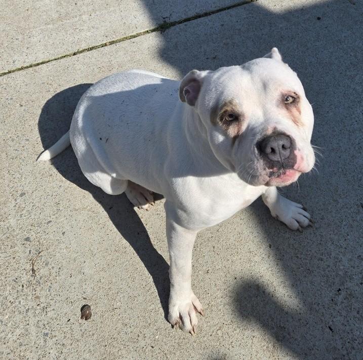 Enlarge Dory, a ADOPTABLE mixed breed in Suffolk, VA image 4/4