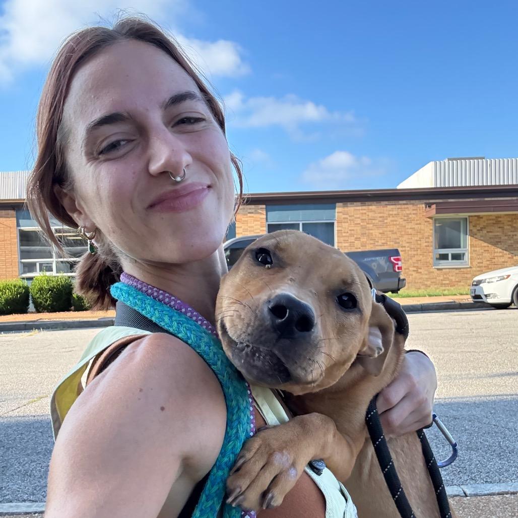Kettle Corn, Adoptable, Adult Female Labrador Retriever & Mixed Breed.