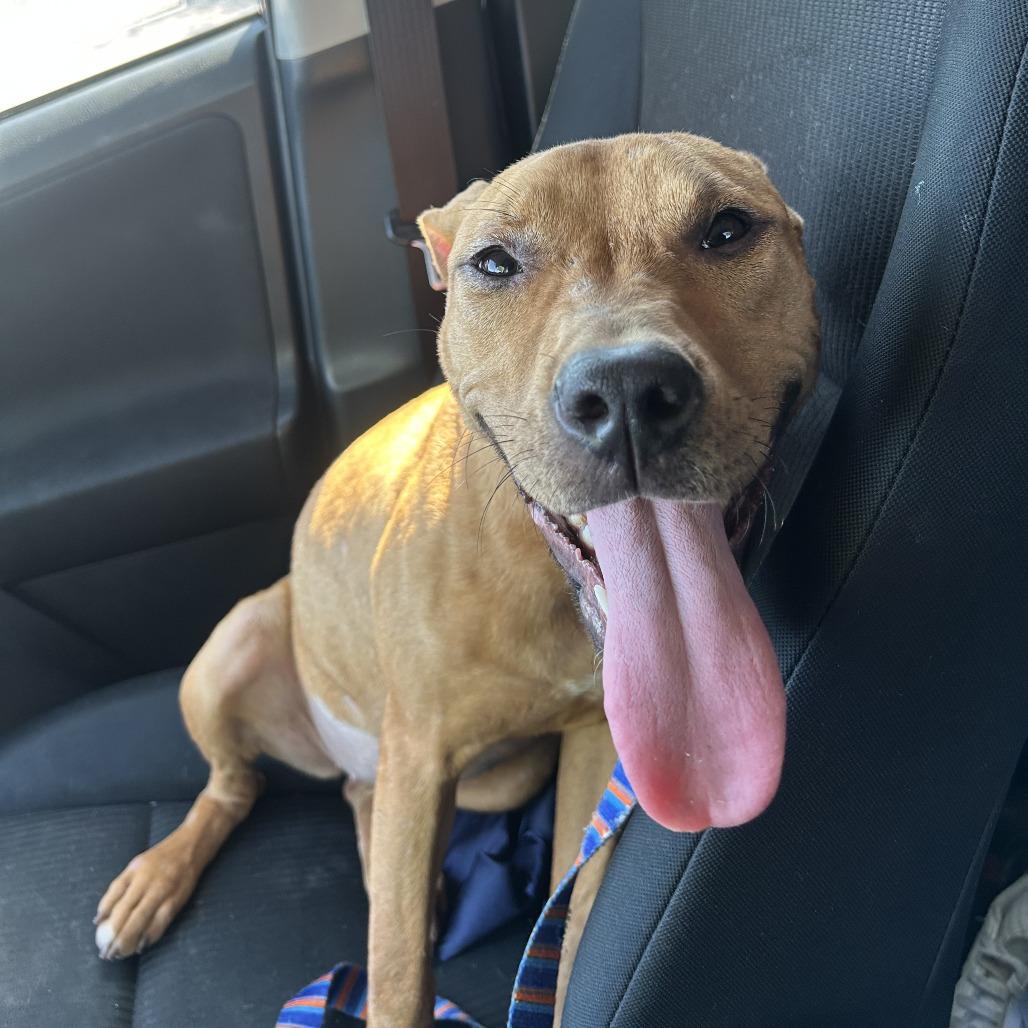 Enlarge Kettle Corn, a Adoptable mixed breed in St. Louis, MO image 2/6