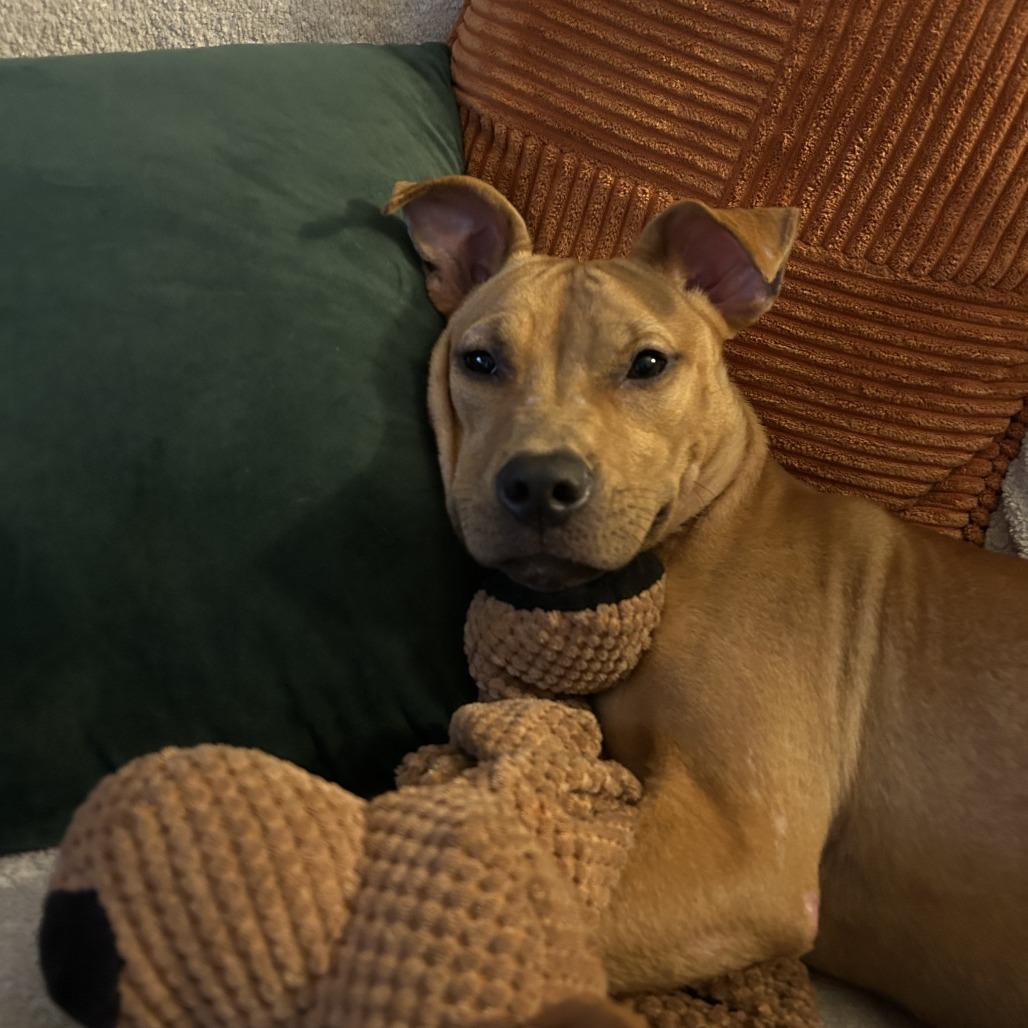 Enlarge Kettle Corn, a Adoptable mixed breed in St. Louis, MO image 3/6