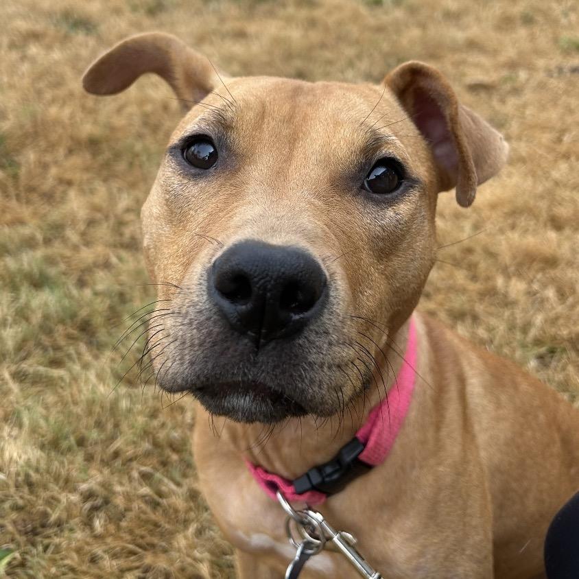 Enlarge Kettle Corn, a Adoptable mixed breed in St. Louis, MO image 4/6