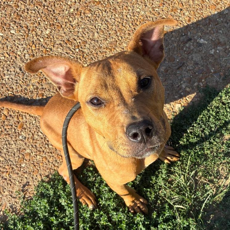 Enlarge Kettle Corn, a Adoptable mixed breed in St. Louis, MO image 5/6