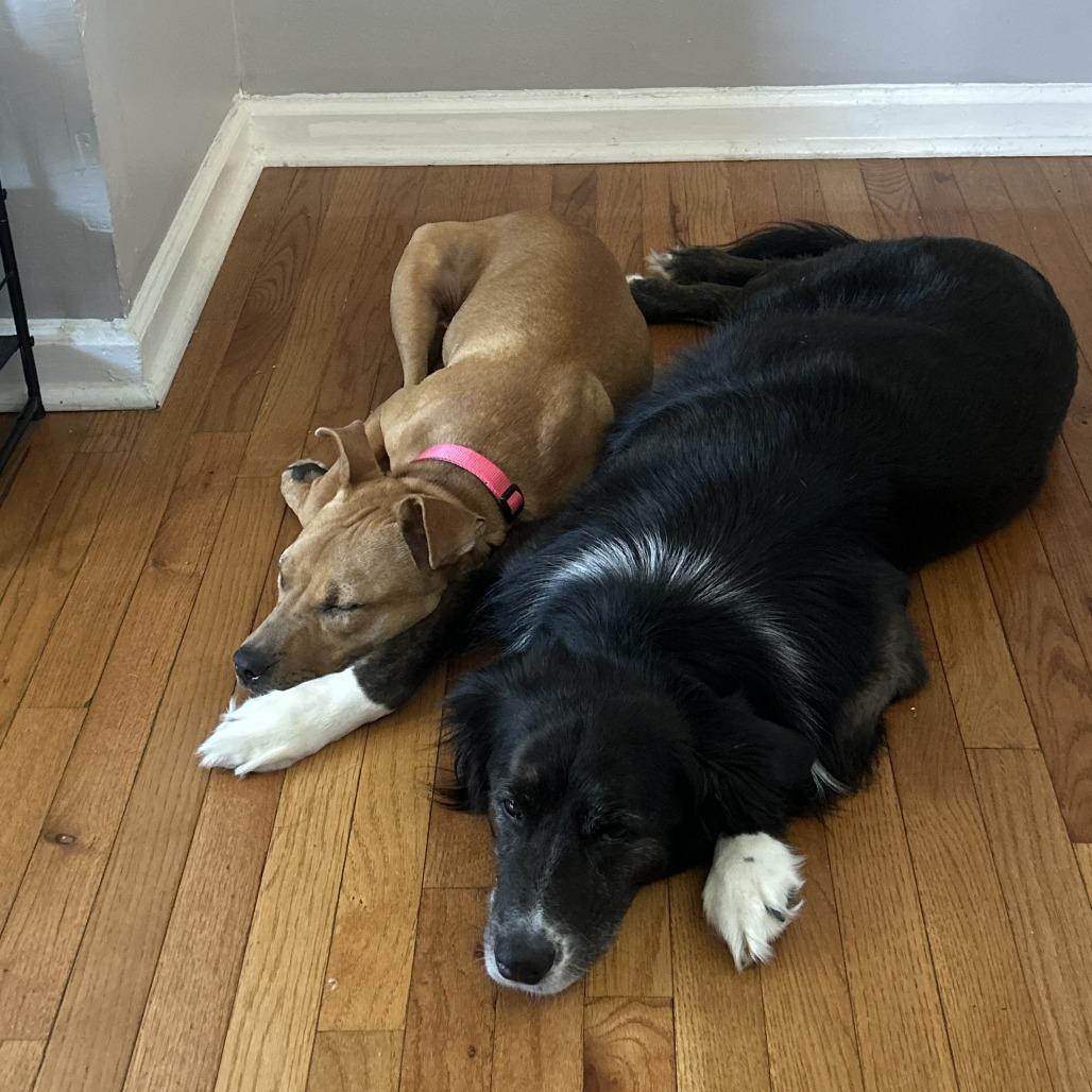 Enlarge Kettle Corn, a Adoptable mixed breed in St. Louis, MO image 6/6