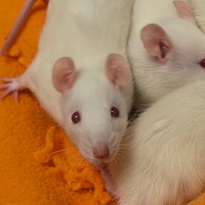 Cotton, Adoptable, Baby Female Rat.