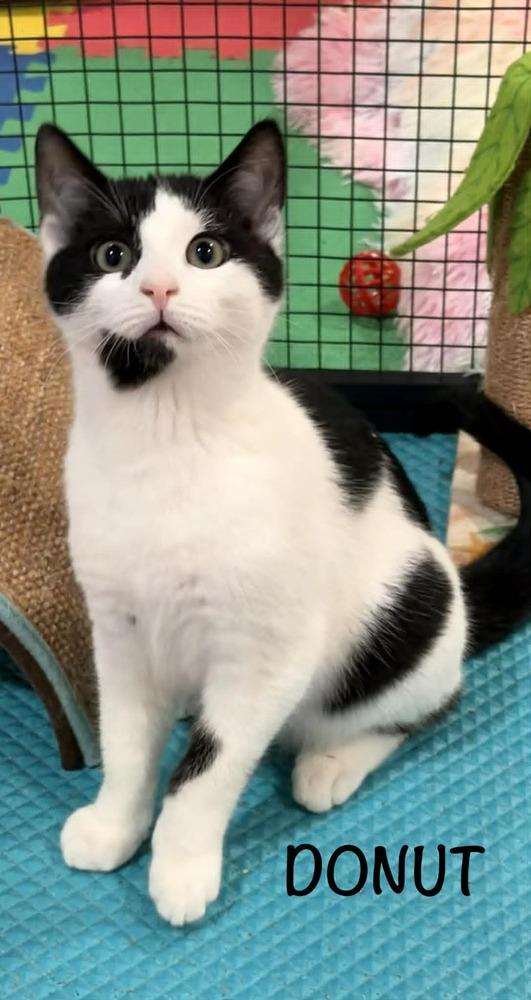 Enlarge DONUT, a Adoptable Domestic Short Hair in Dallas, PA image 1/1