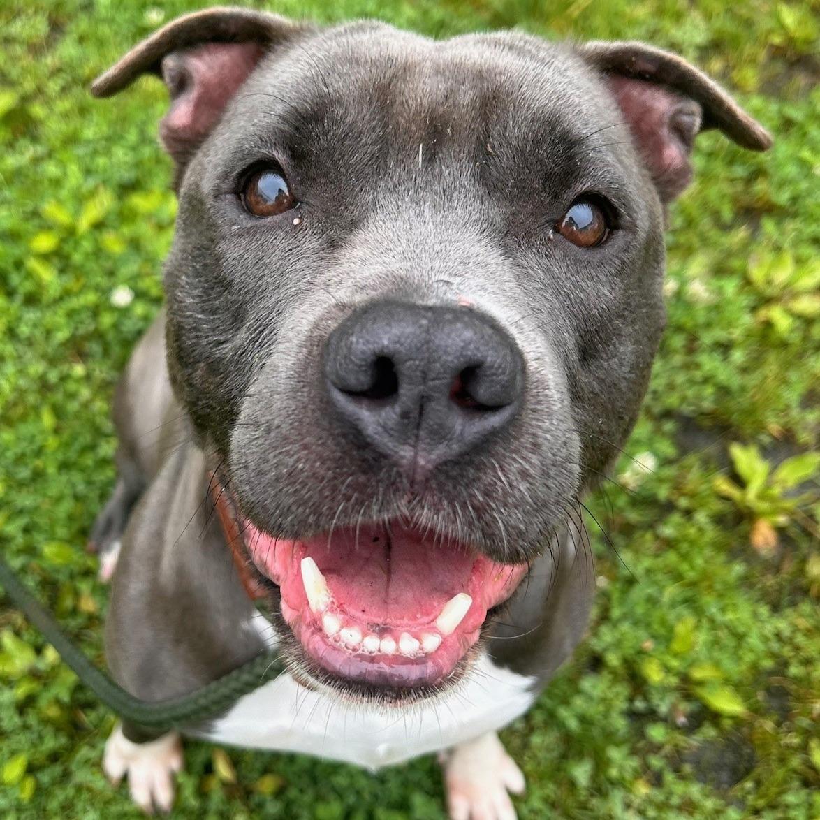 Gorda Tag #479, Young Female Pit Bull Terrier