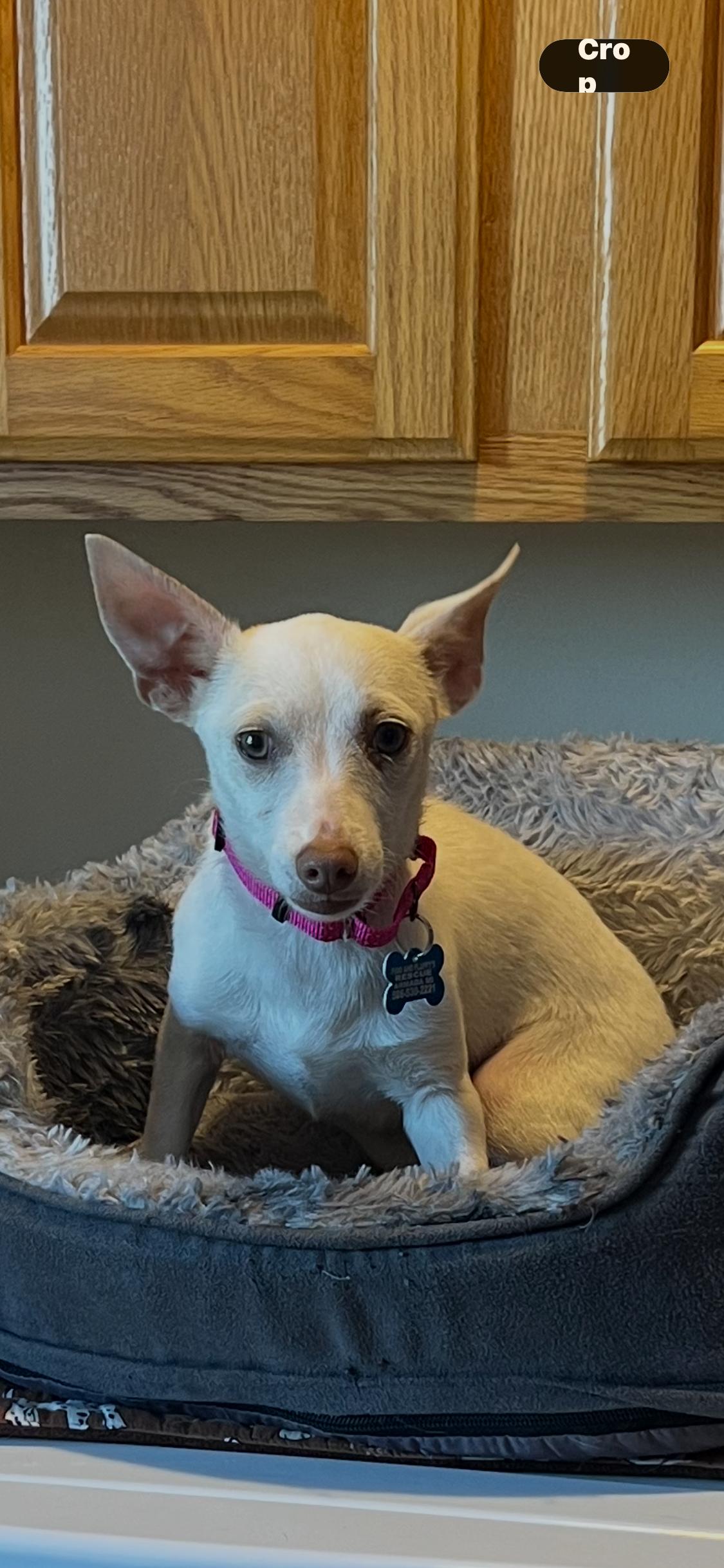 Enlarge Maple, a Adoptable mixed breed in Armada, MI image 2/3