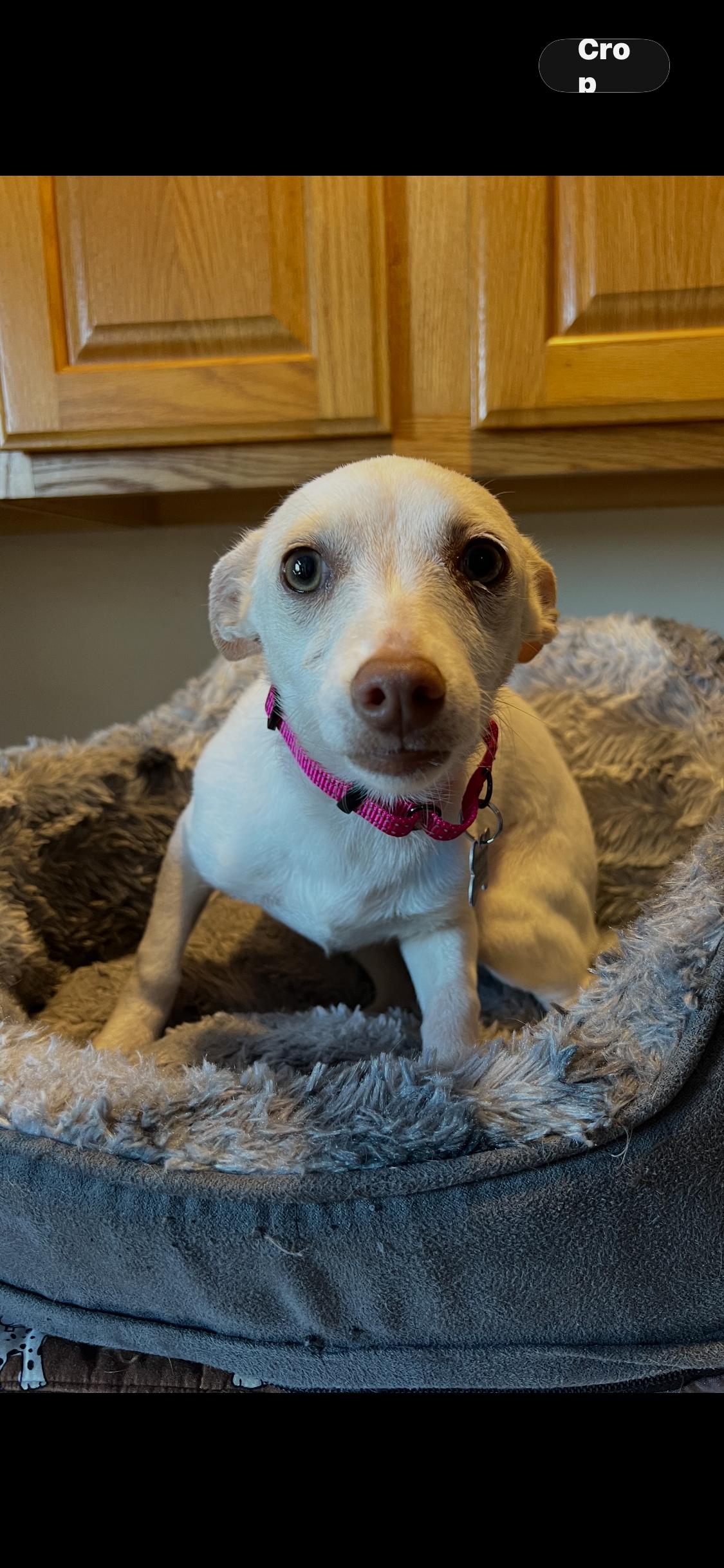 Enlarge Maple, a Adoptable mixed breed in Armada, MI image 1/3