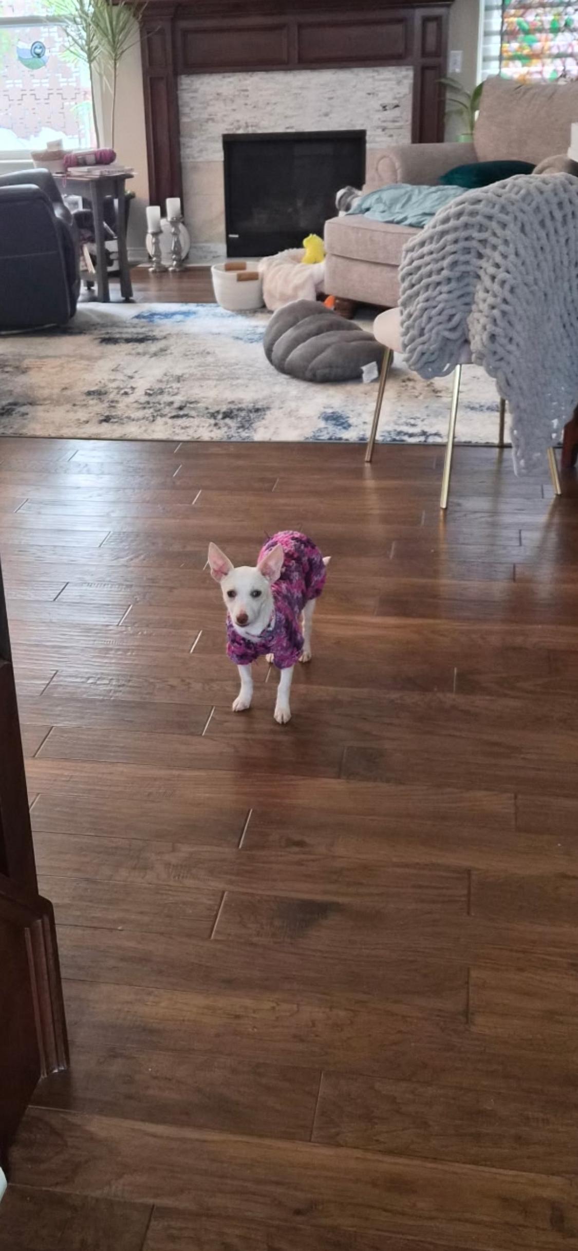 Enlarge Maple, a Adoptable mixed breed in Armada, MI image 3/3