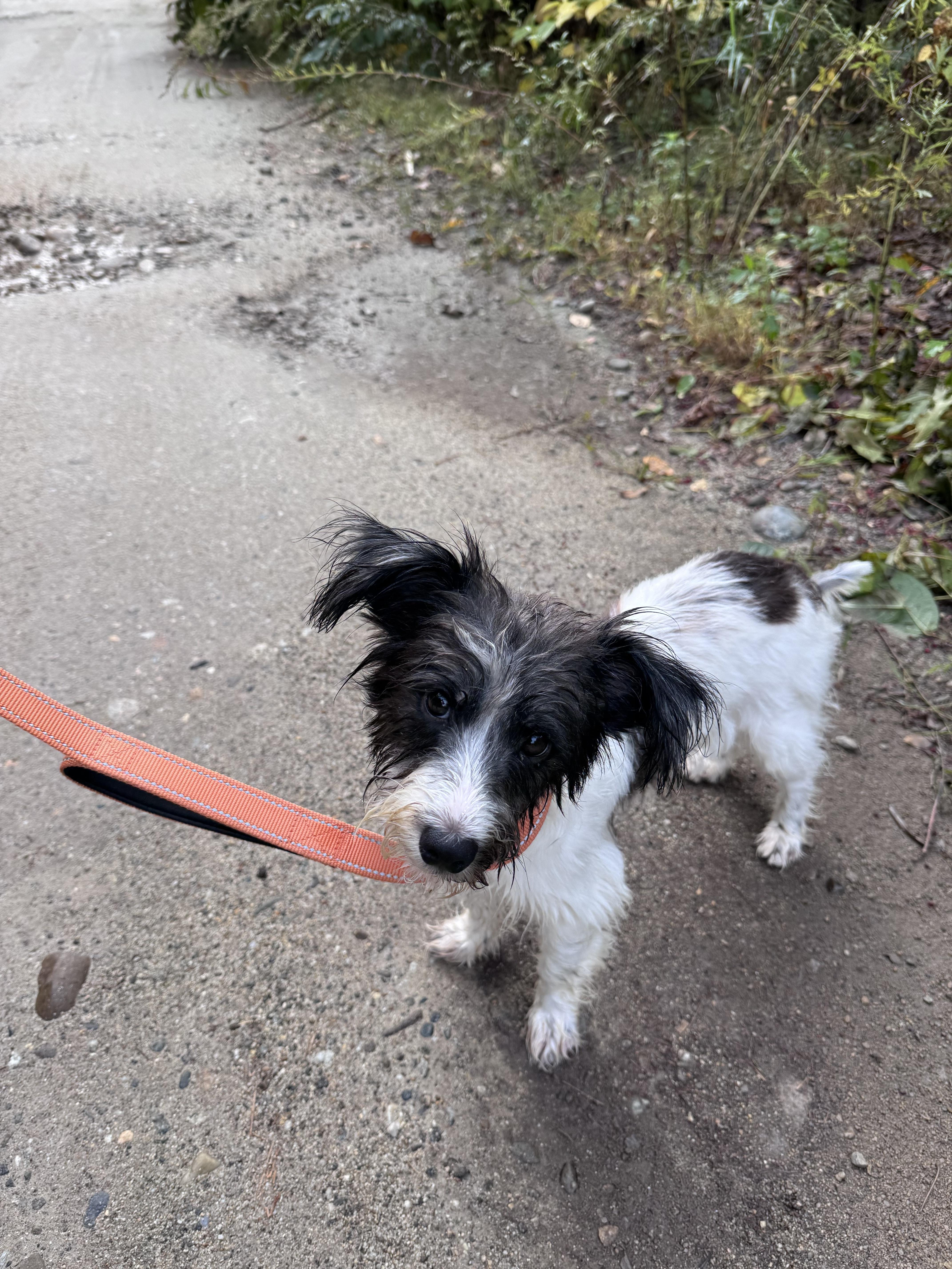 Enlarge Agatha, a Adopted mixed breed in Weare, NH image 2/6