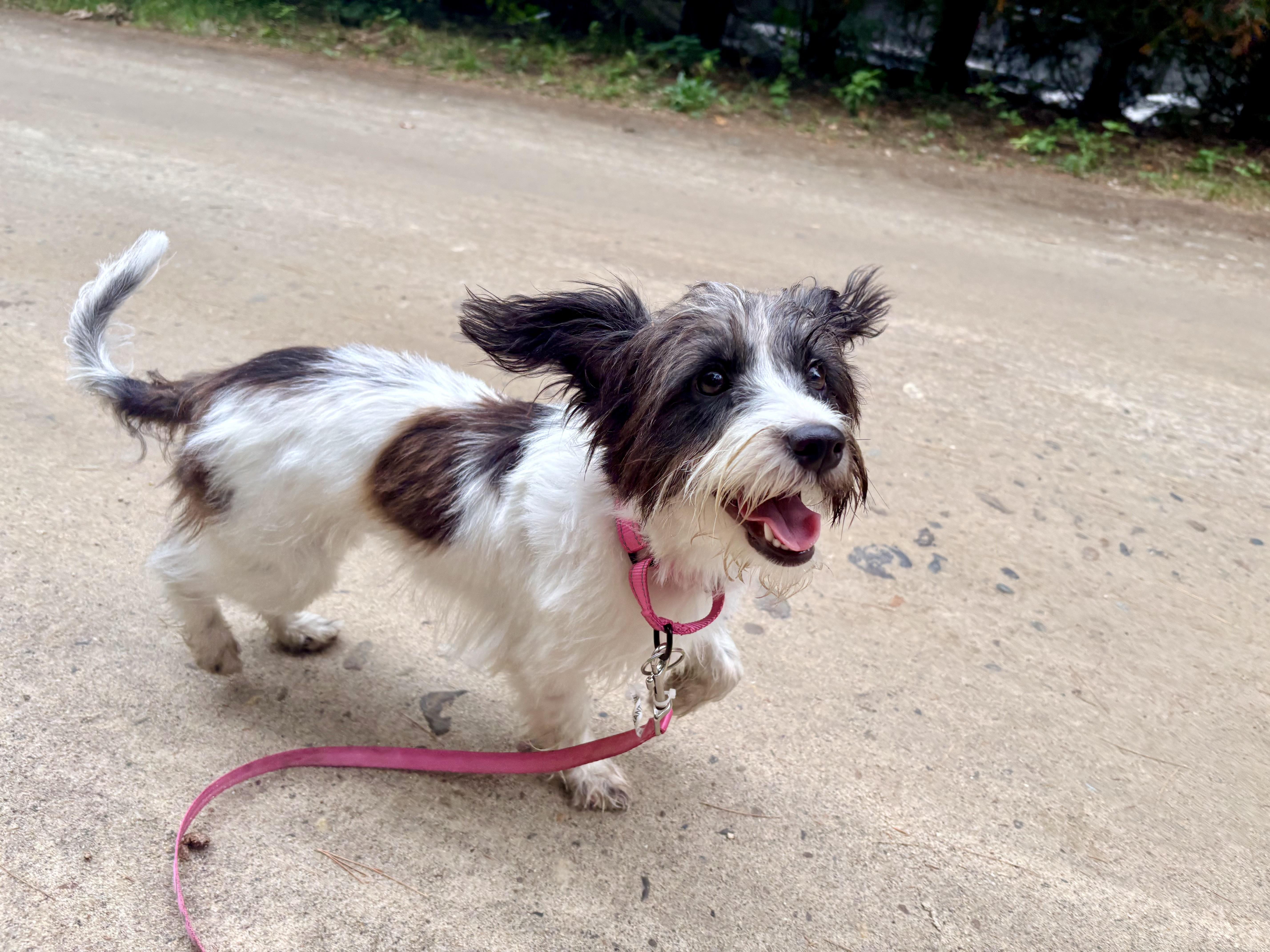 Enlarge Agatha, a Adopted mixed breed in Weare, NH image 4/6