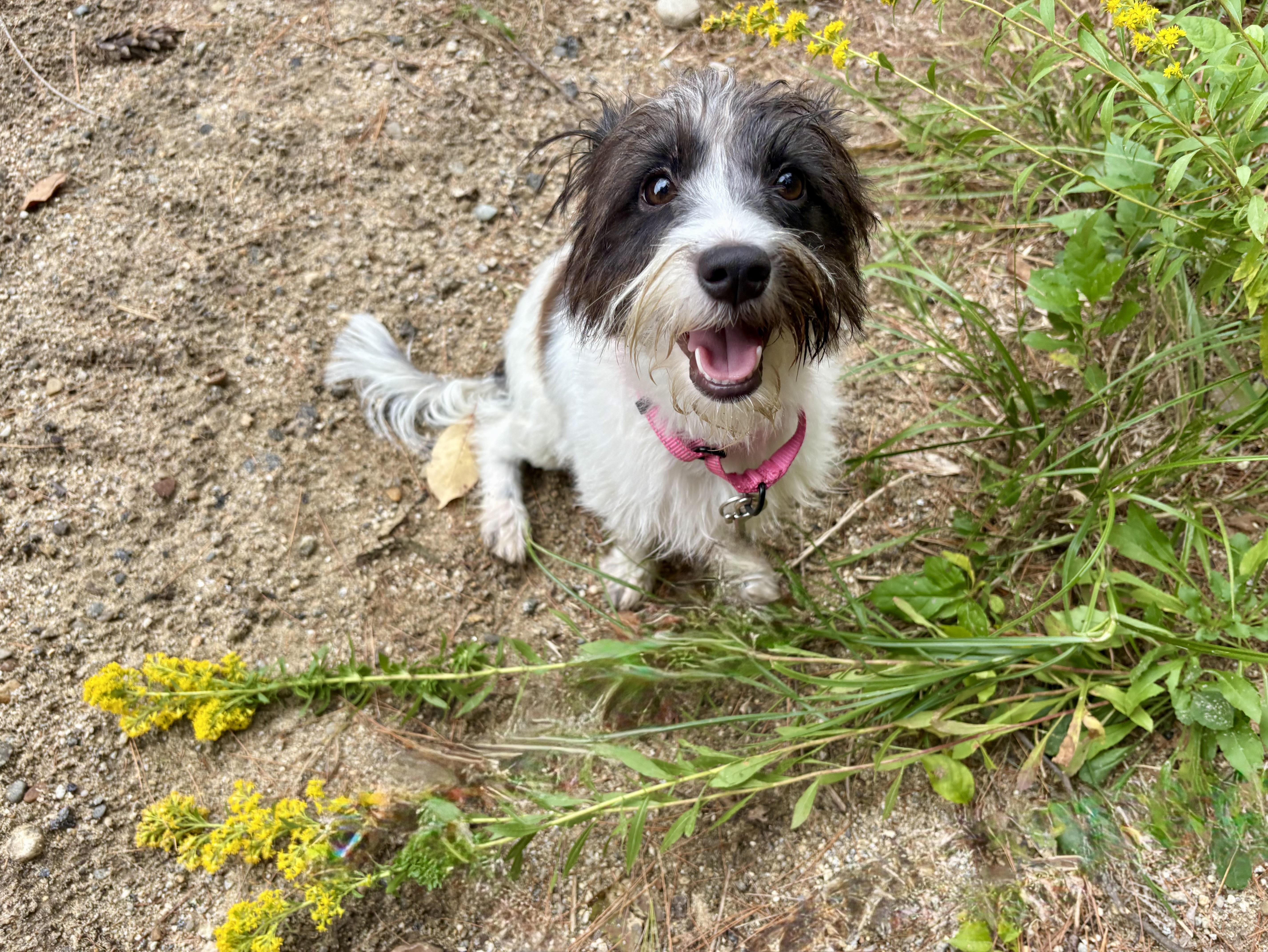 Enlarge Agatha, a Adopted mixed breed in Weare, NH image 3/6