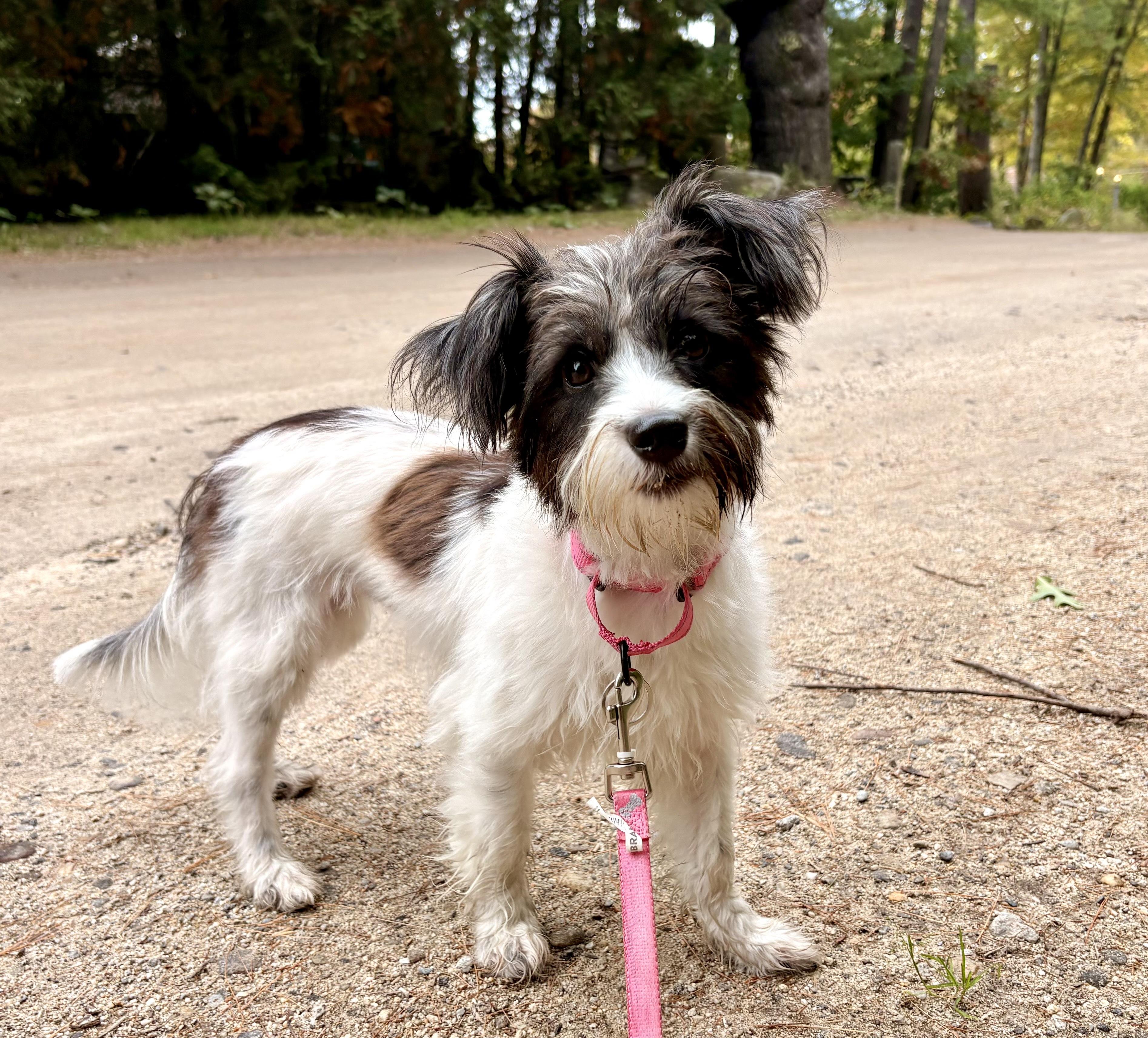 Agatha, Adopted, Puppy Female Shih Tzu.