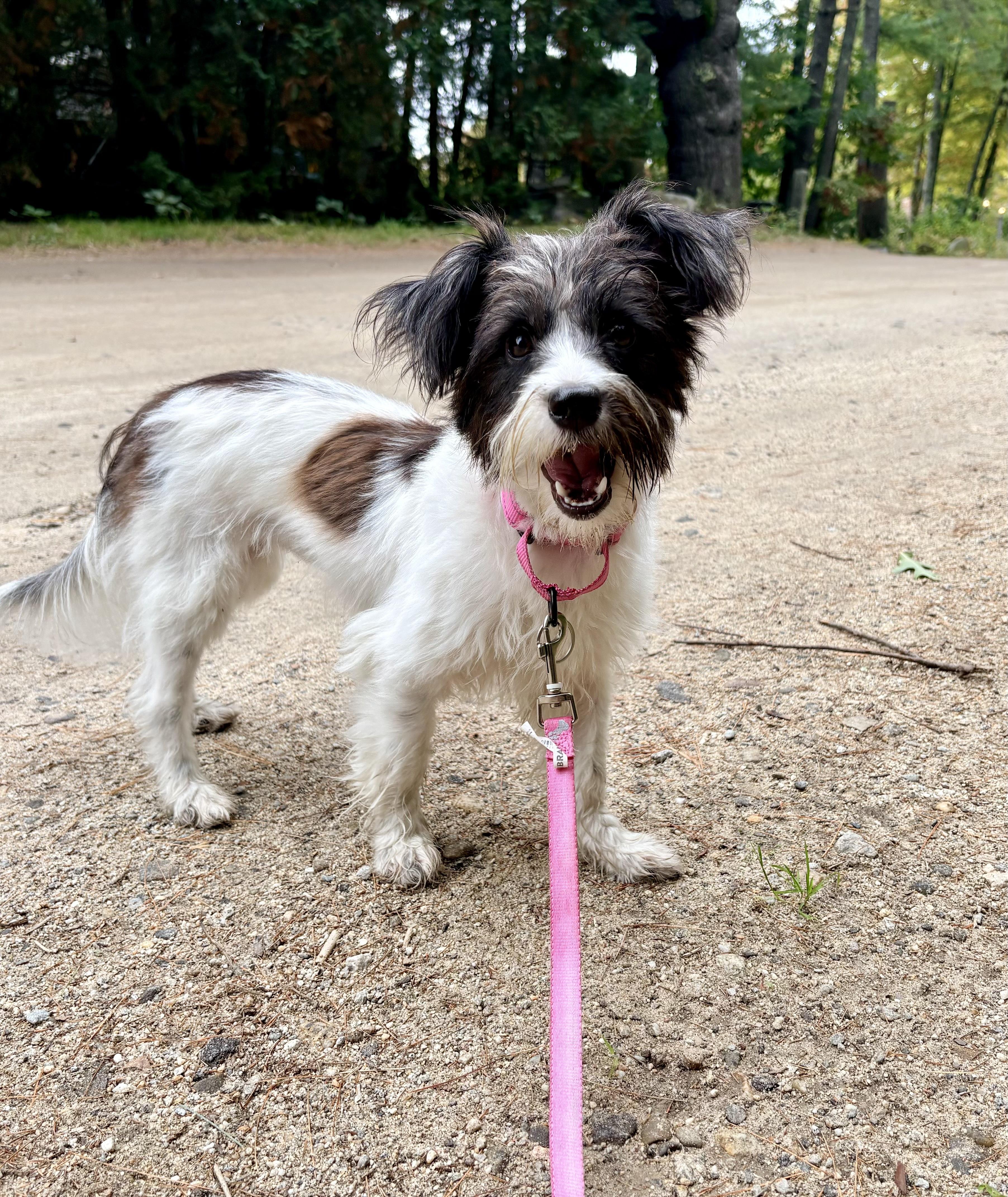 Enlarge Agatha, a Adopted mixed breed in Weare, NH image 5/6