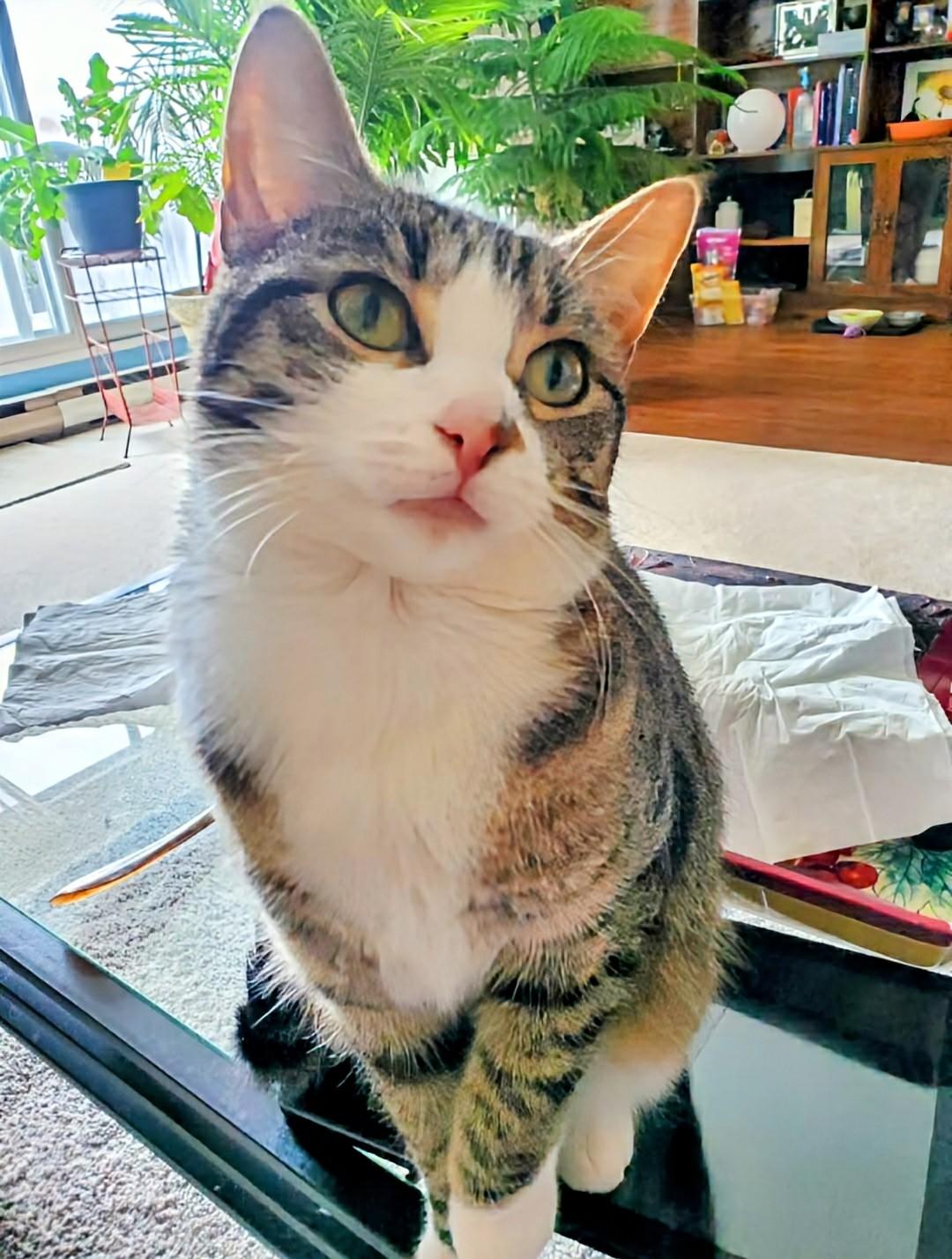 Ayla, Adoptable, Young Female Domestic Short Hair.