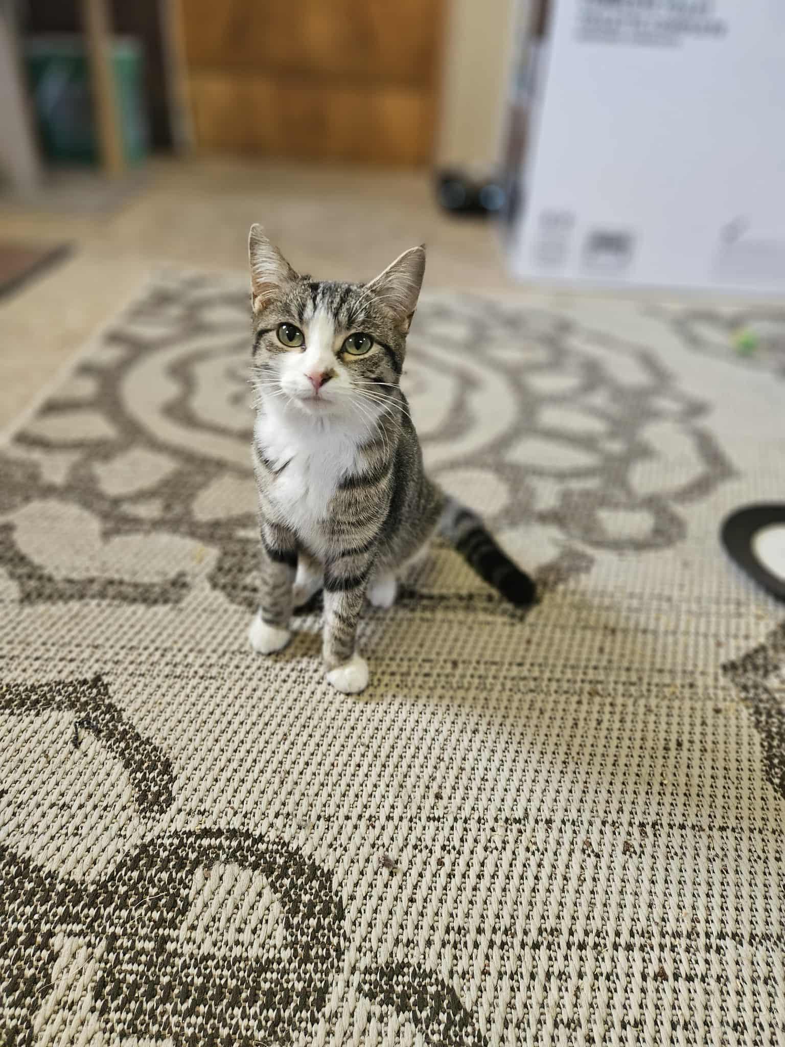 Enlarge Ayla, a Adoptable Domestic Short Hair in Winnipeg, MB image 3/5