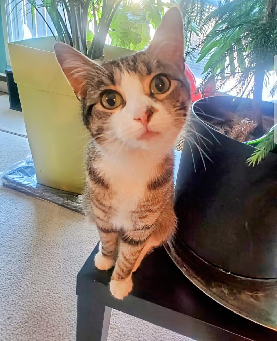 Enlarge Ayla, a Adoptable Domestic Short Hair in Winnipeg, MB image 2/5