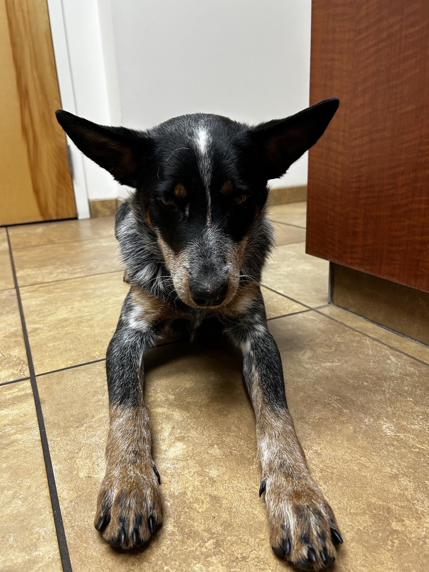 Dean, a Adoptable Australian Cattle Dog / Blue Heeler in Bradenton, FL image 1/6