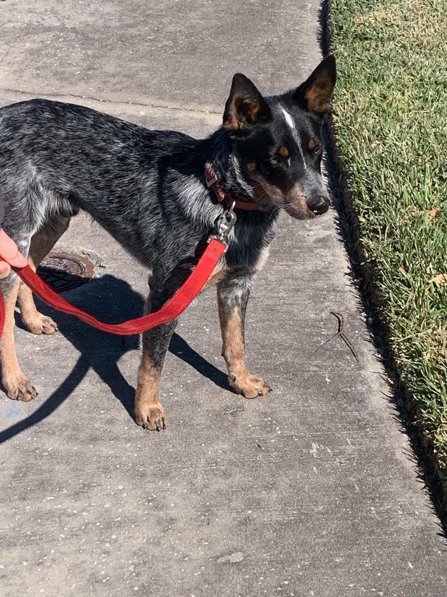 Dean, a Adoptable Australian Cattle Dog / Blue Heeler in Bradenton, FL image 3/6