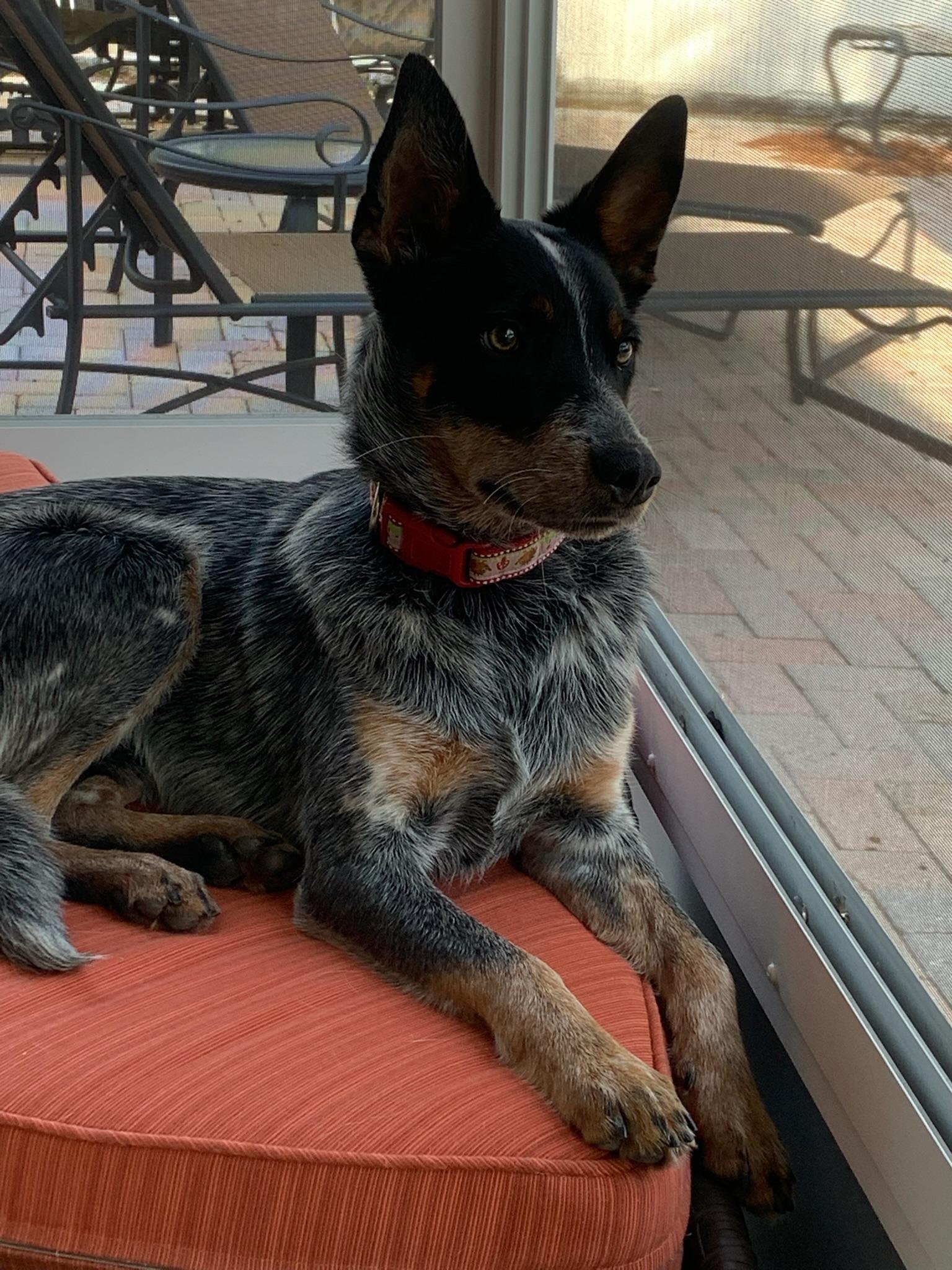 Dean, a Adoptable Australian Cattle Dog / Blue Heeler in Bradenton, FL image 4/6