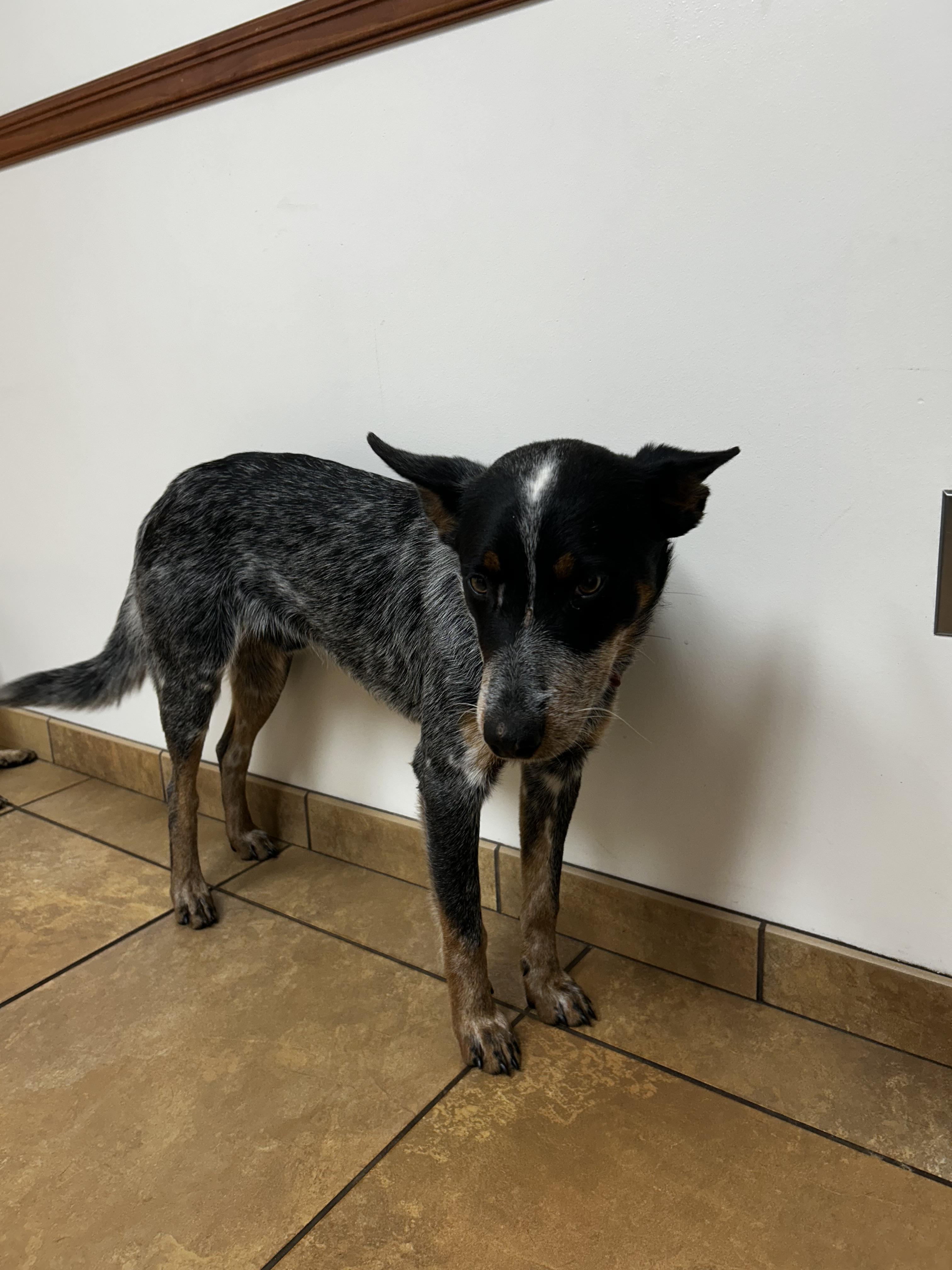 Dean, a Adoptable Australian Cattle Dog / Blue Heeler in Bradenton, FL image 6/6