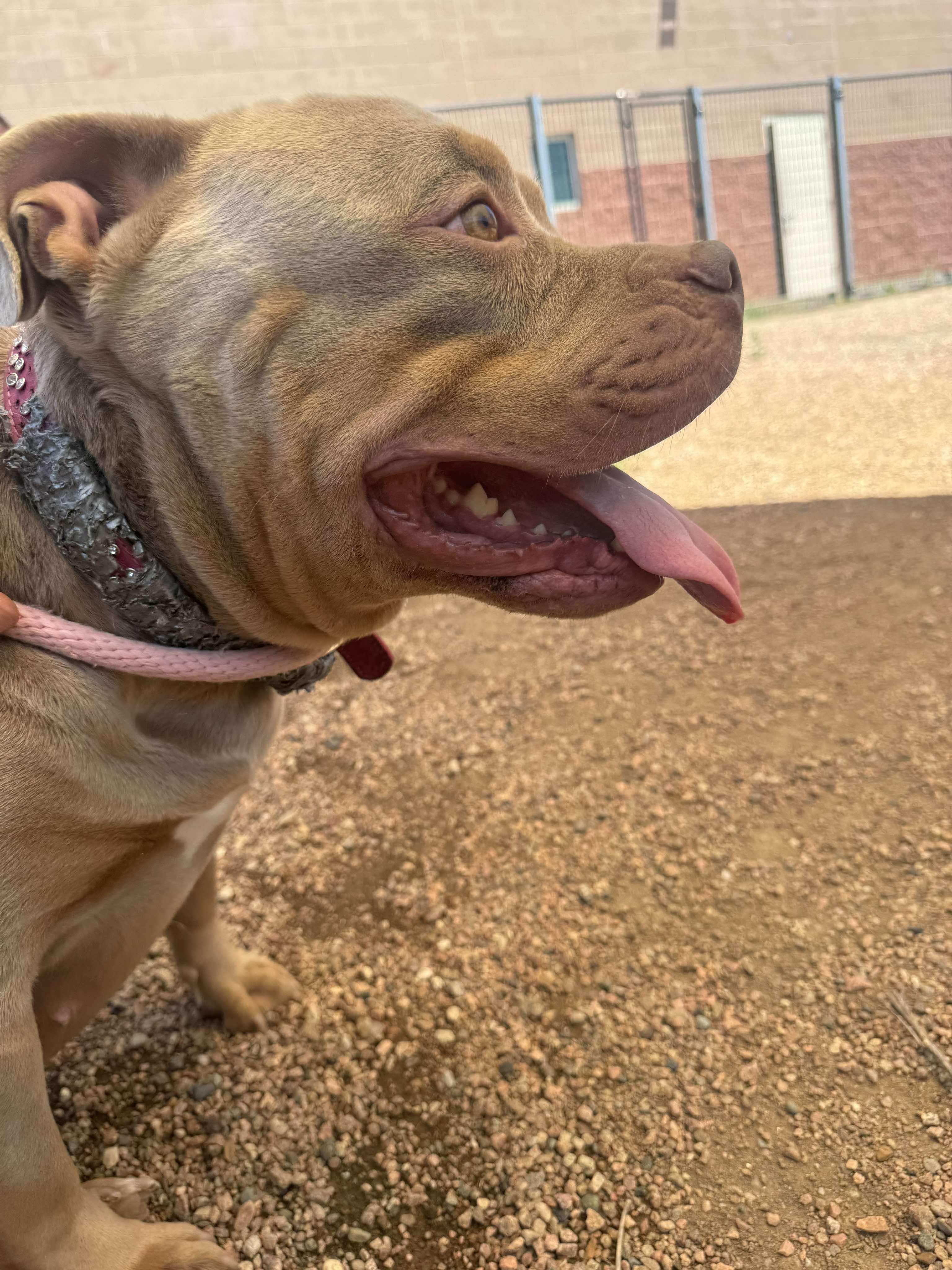 Enlarge Callie, a Adoptable mixed breed in RYE, CO image 4/6