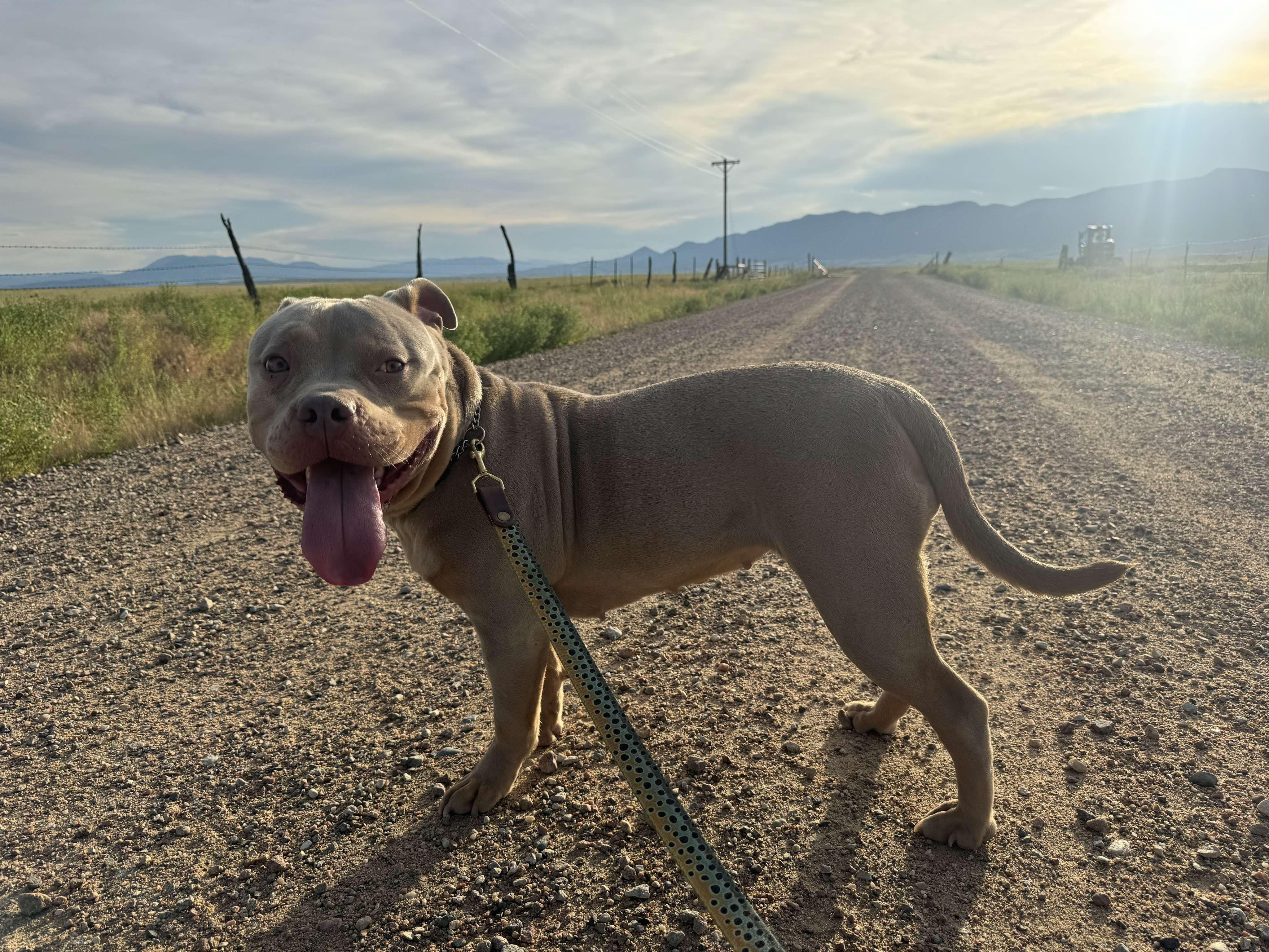 Enlarge Callie, a Adoptable mixed breed in RYE, CO image 3/6