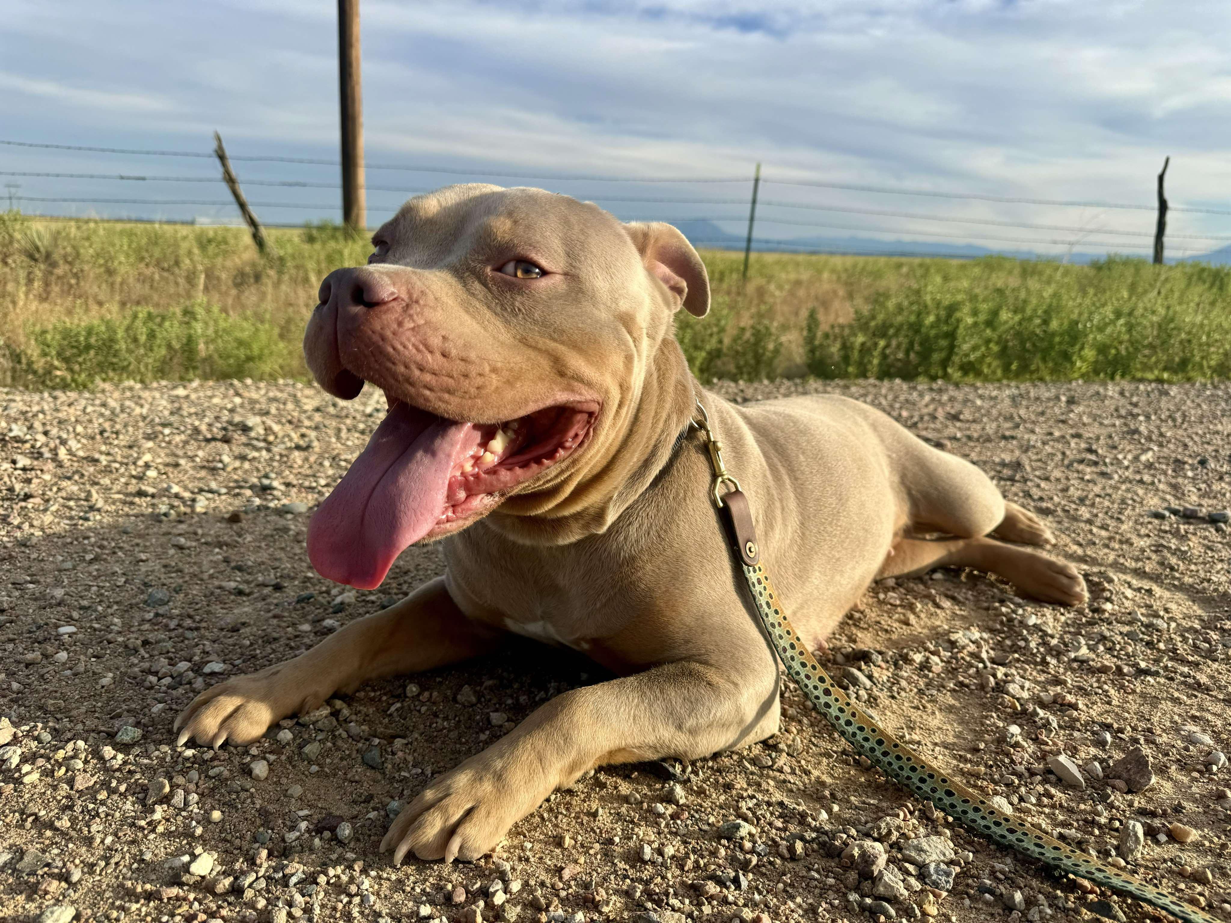 Enlarge Callie, a Adoptable mixed breed in RYE, CO image 2/6