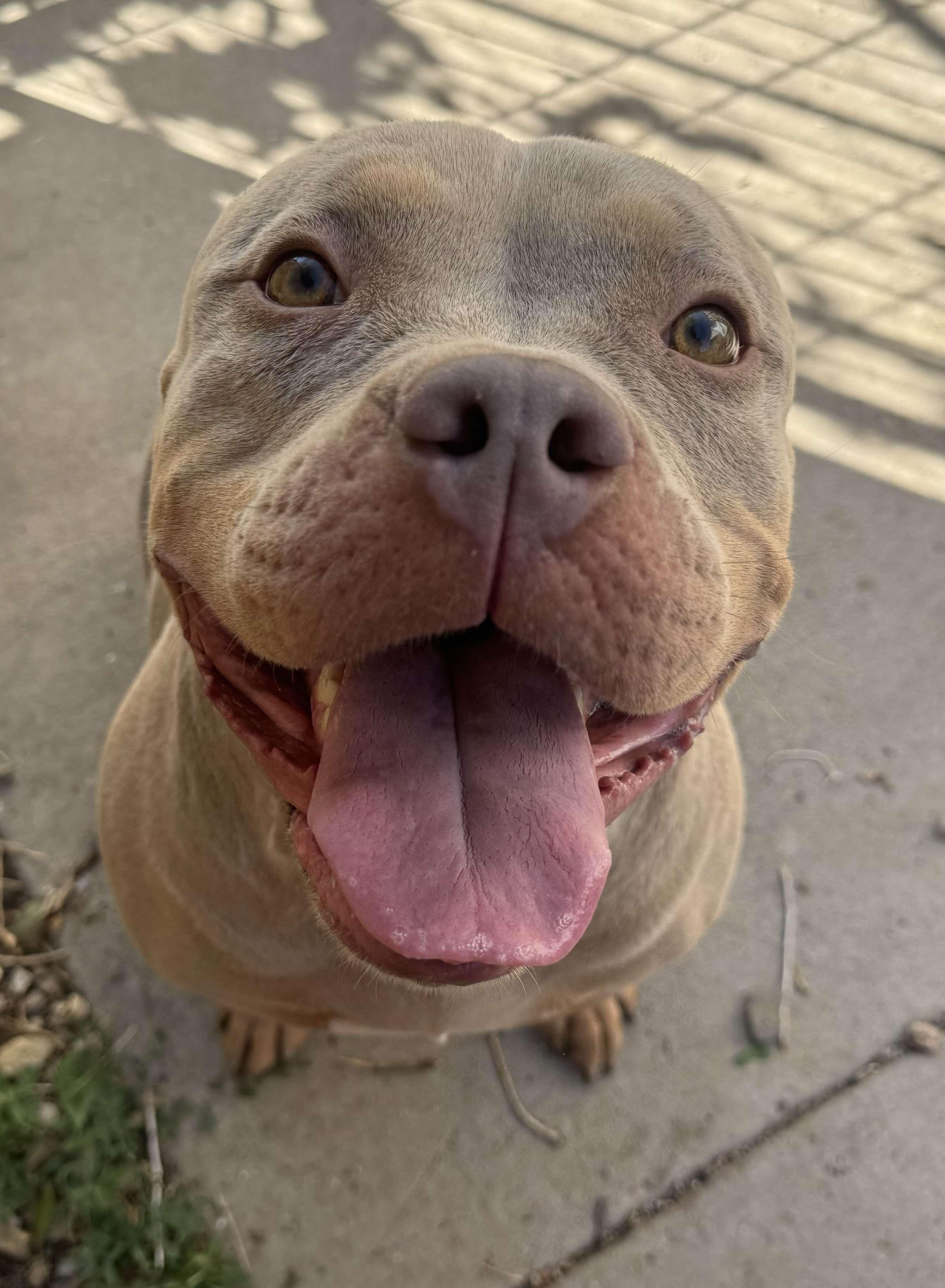 Callie, Adoptable, Adult Female American Staffordshire Terrier.