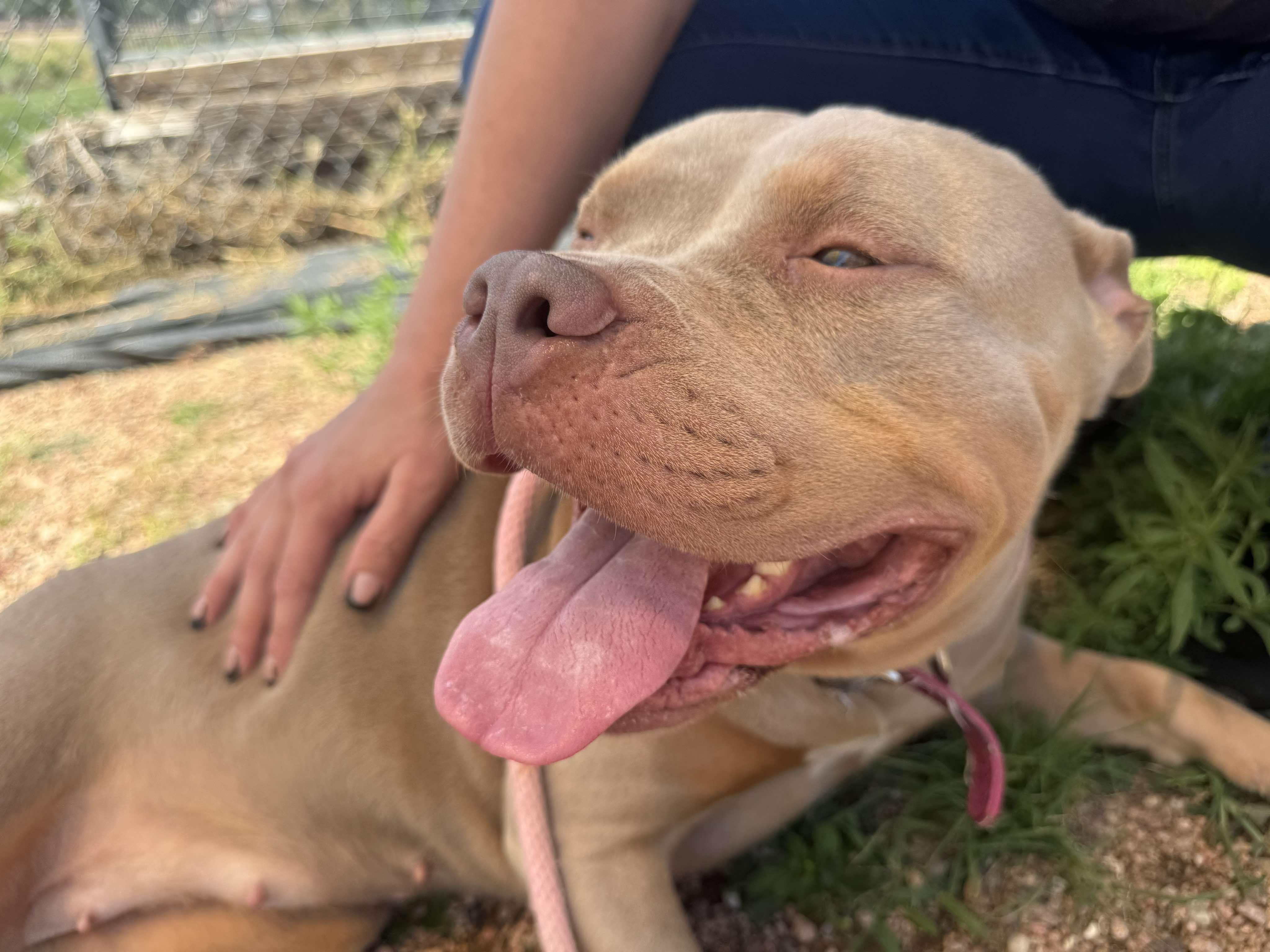 Enlarge Callie, a Adoptable mixed breed in RYE, CO image 5/6