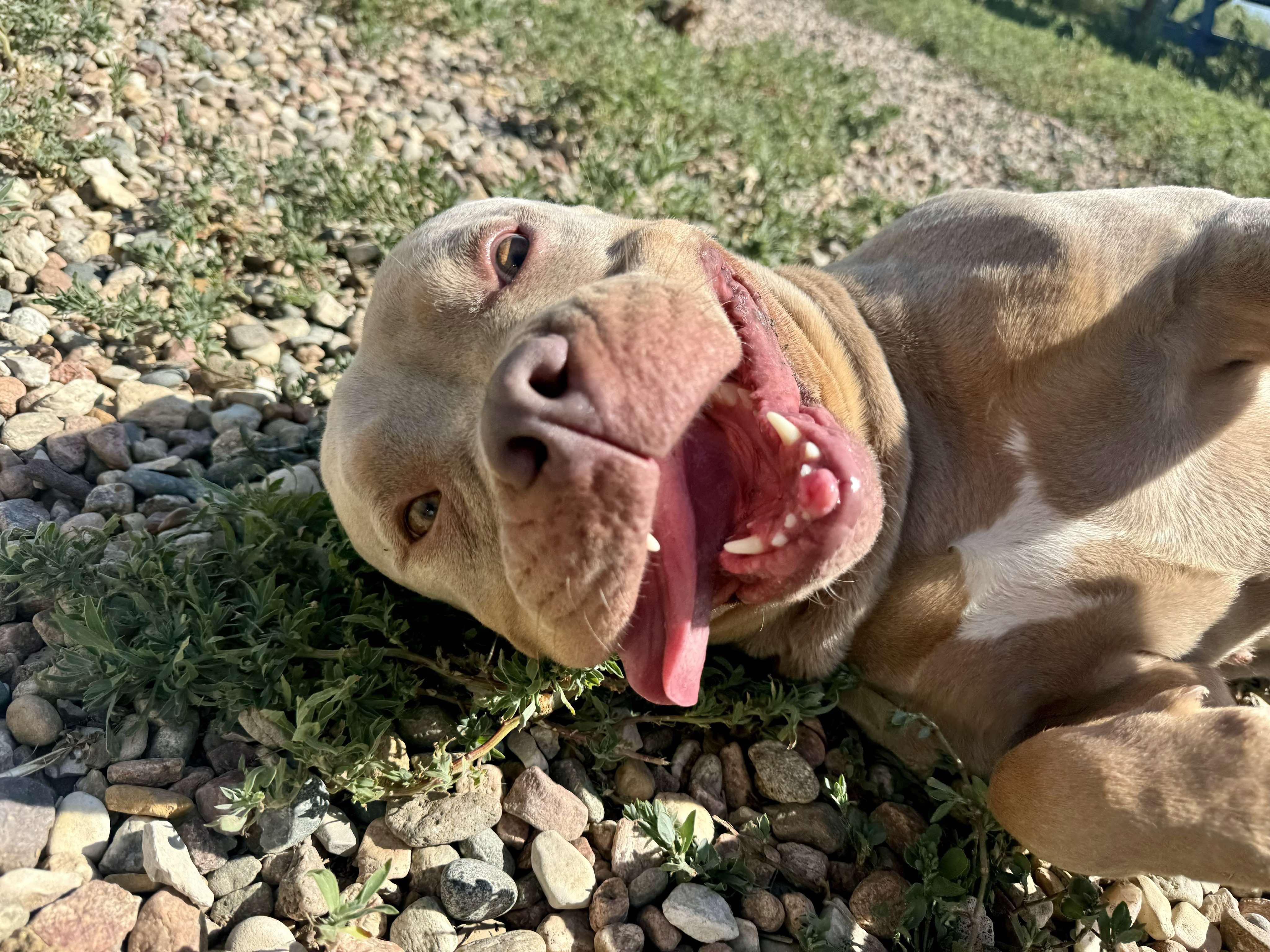 Enlarge Callie, a Adoptable mixed breed in RYE, CO image 6/6