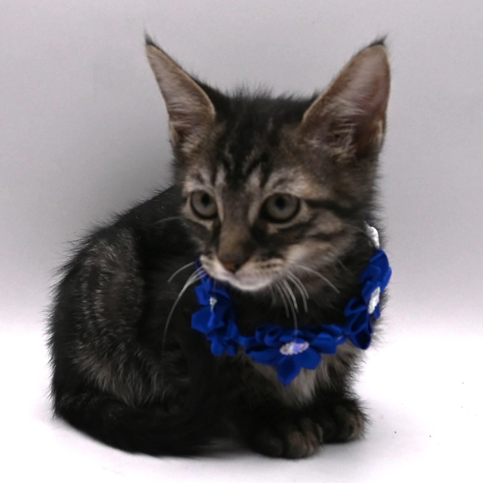 Enlarge Brittany. (Gorgeous and Sweet), a ADOPTABLE mixed breed in Mt laurel Township, NJ image 2/4
