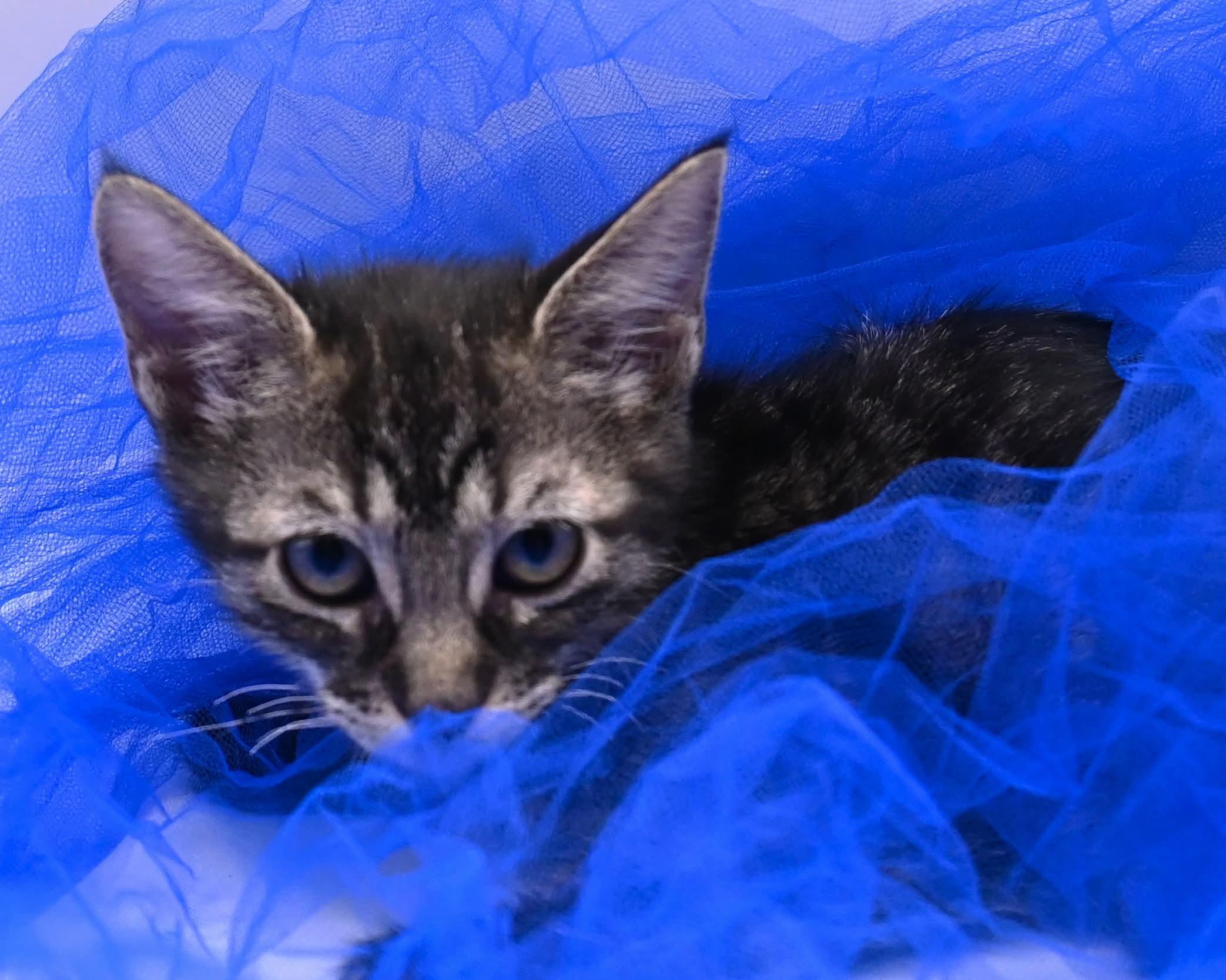 Enlarge Brittany. (Gorgeous and Sweet), a ADOPTABLE mixed breed in Mt laurel Township, NJ image 3/4